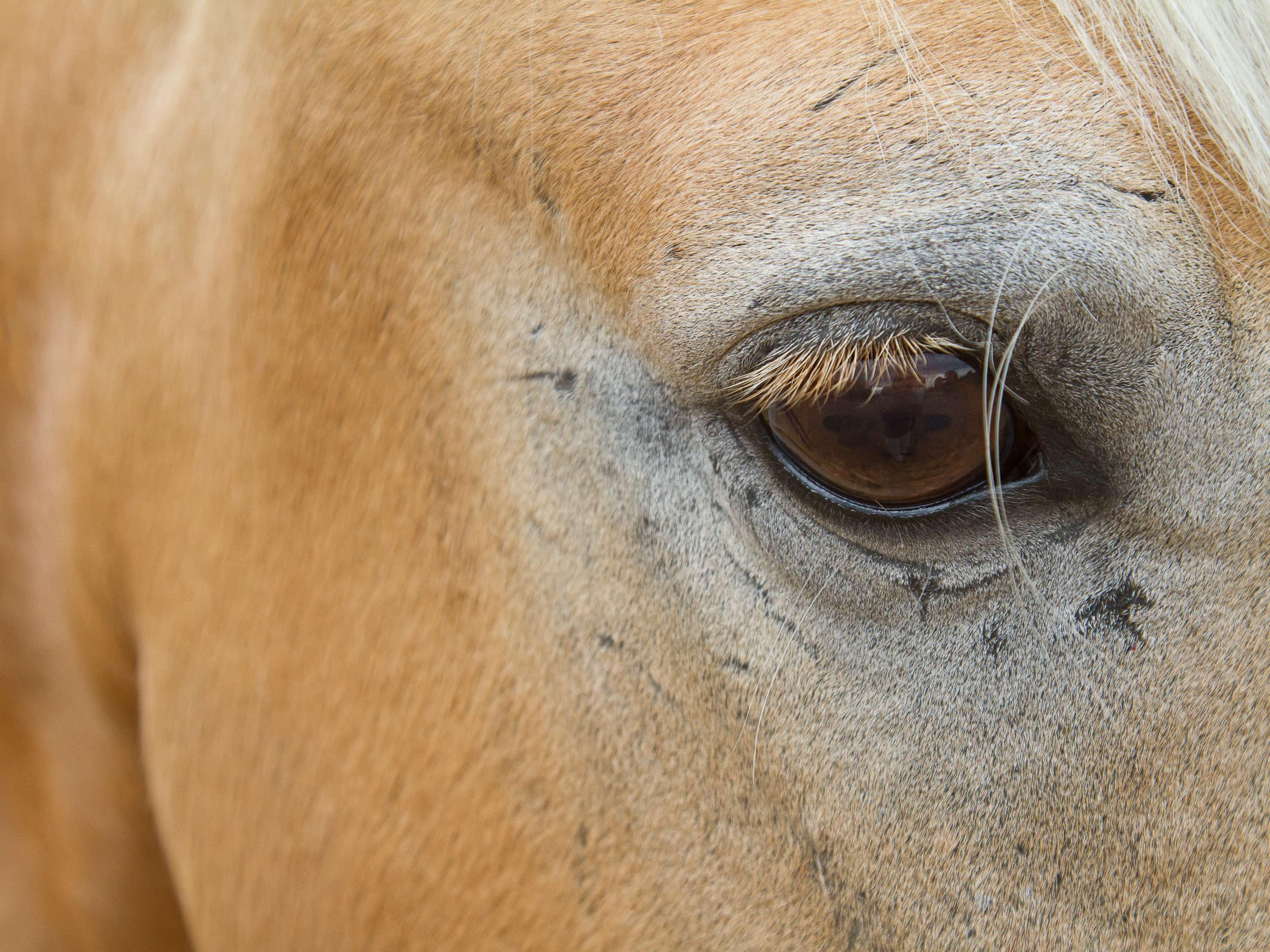 View 1 of Ganzheitliche Tierheilkunde - Homöopathie für Tiere