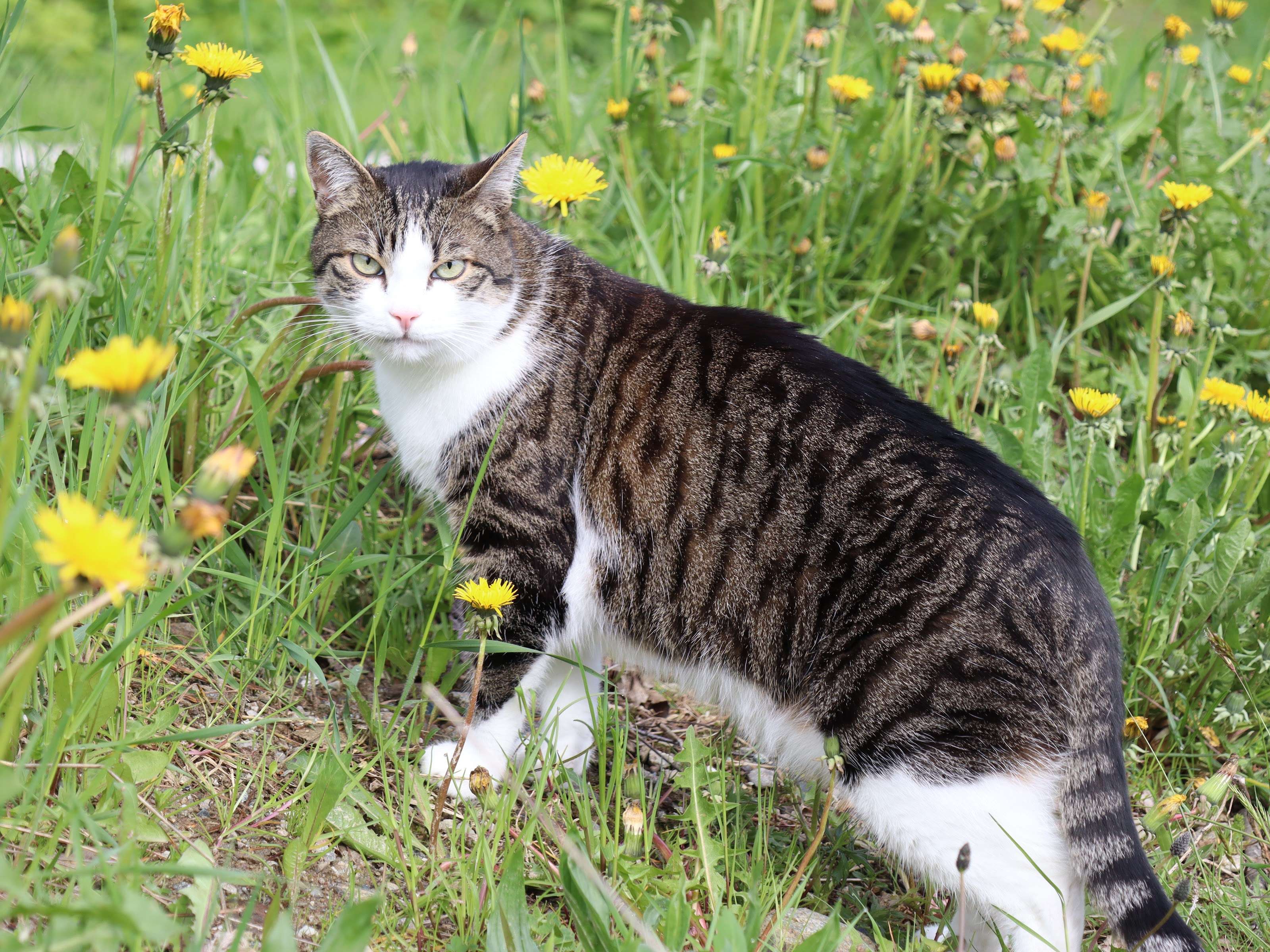 Ansicht 1 von TIERAMBULATORIUM TERNITZ