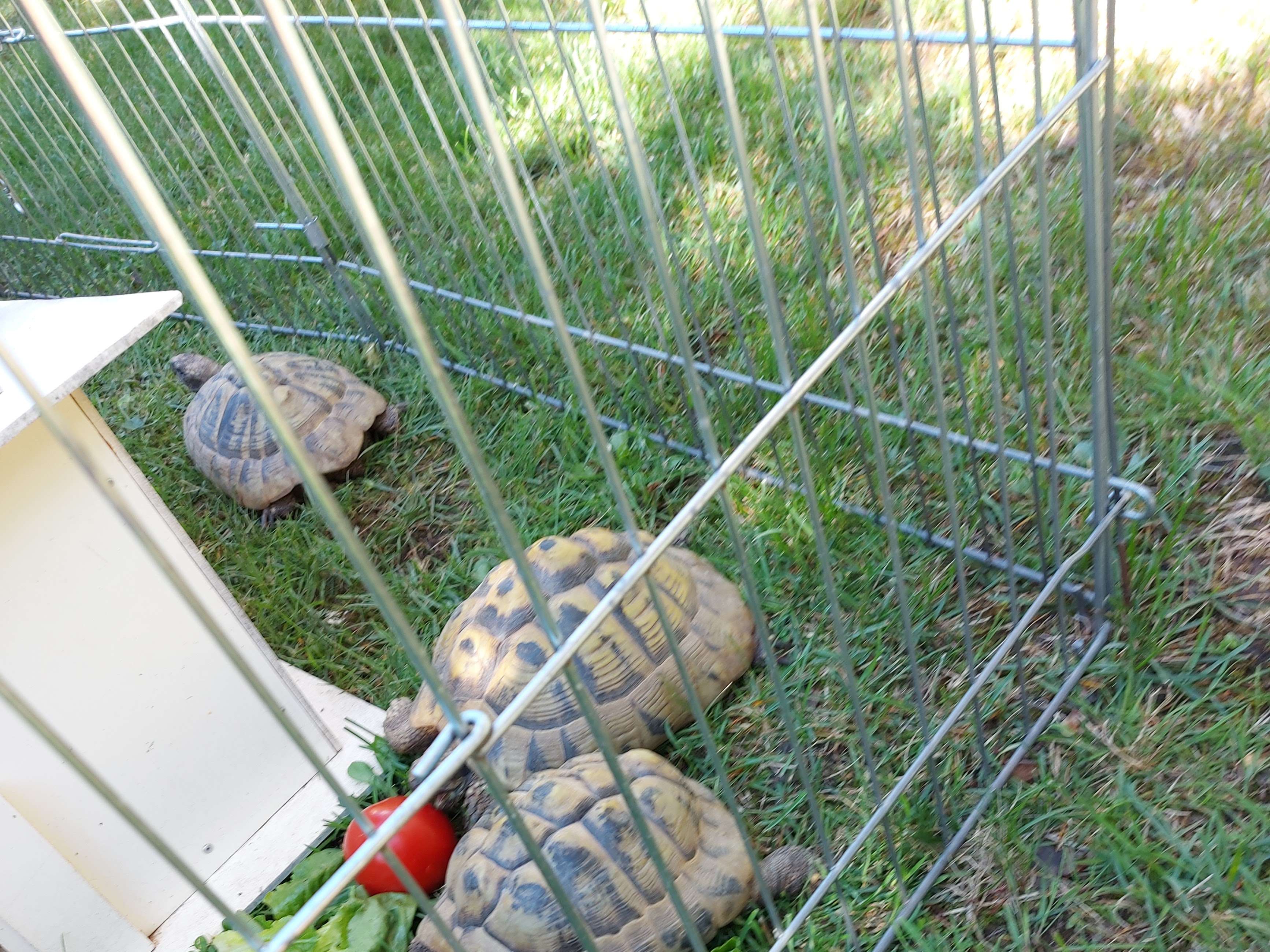 Ansicht 1 von Tierarzt für Reptilien Dr. Friederike Weinzierl