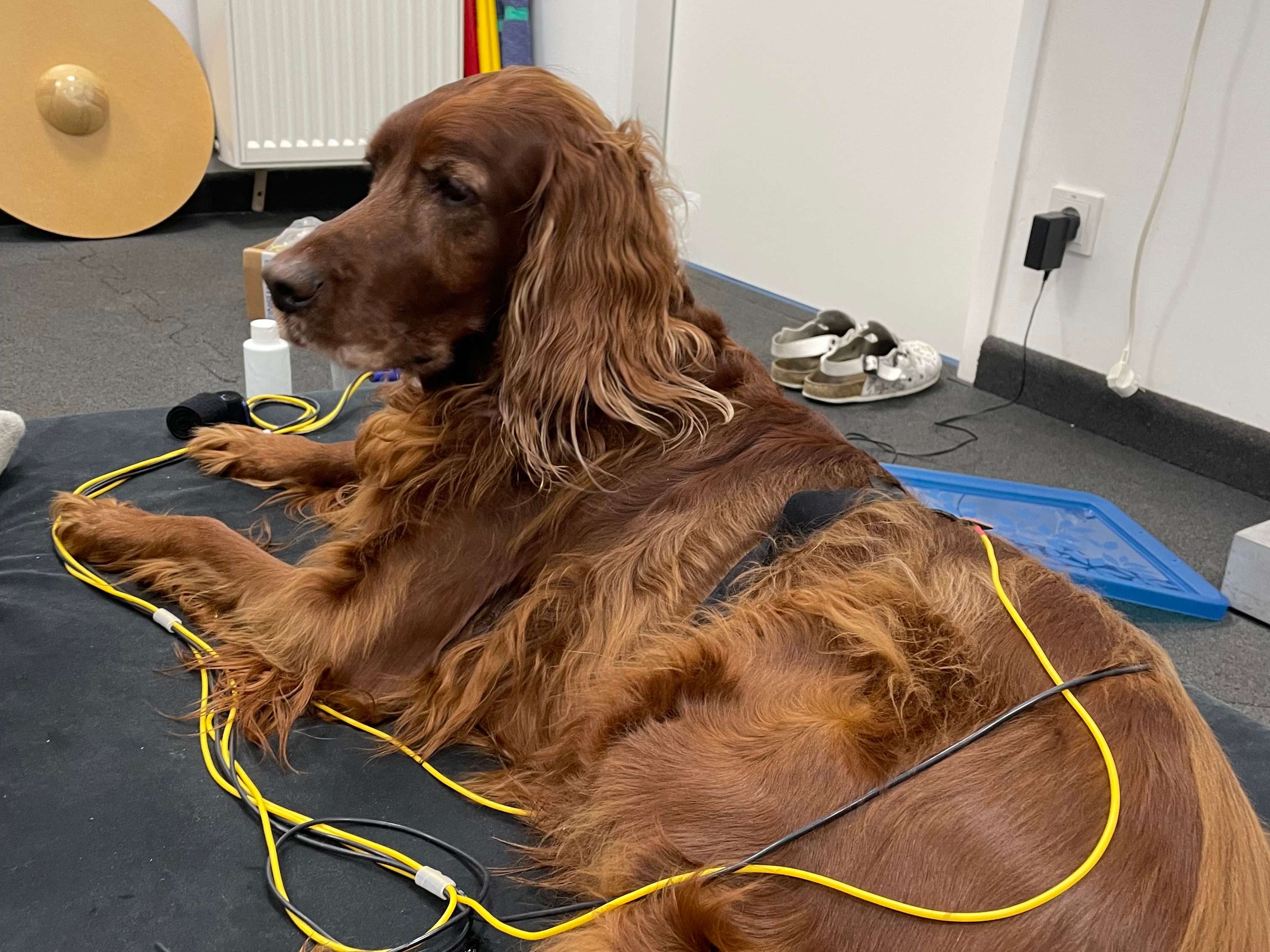Ansicht 3 von Tierärztliches Gesundheitszentrum Potsdam