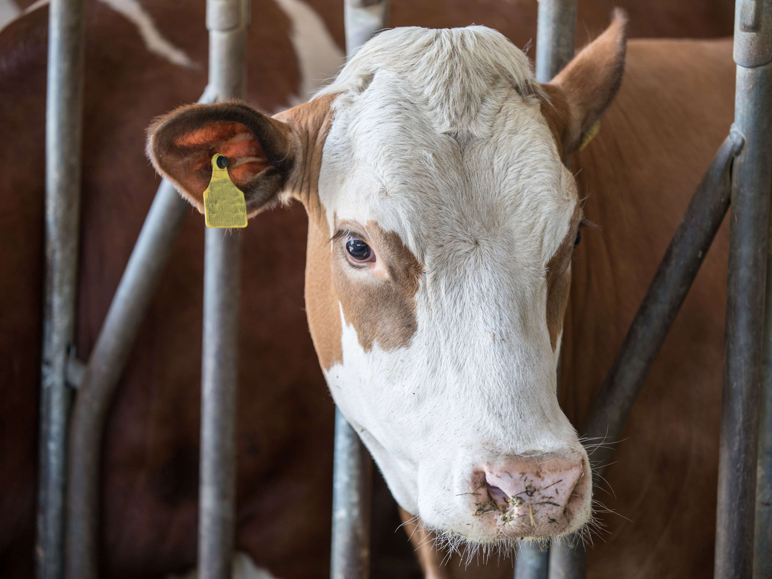 Ansicht 2 von VetFrandl Tierarztpraxis