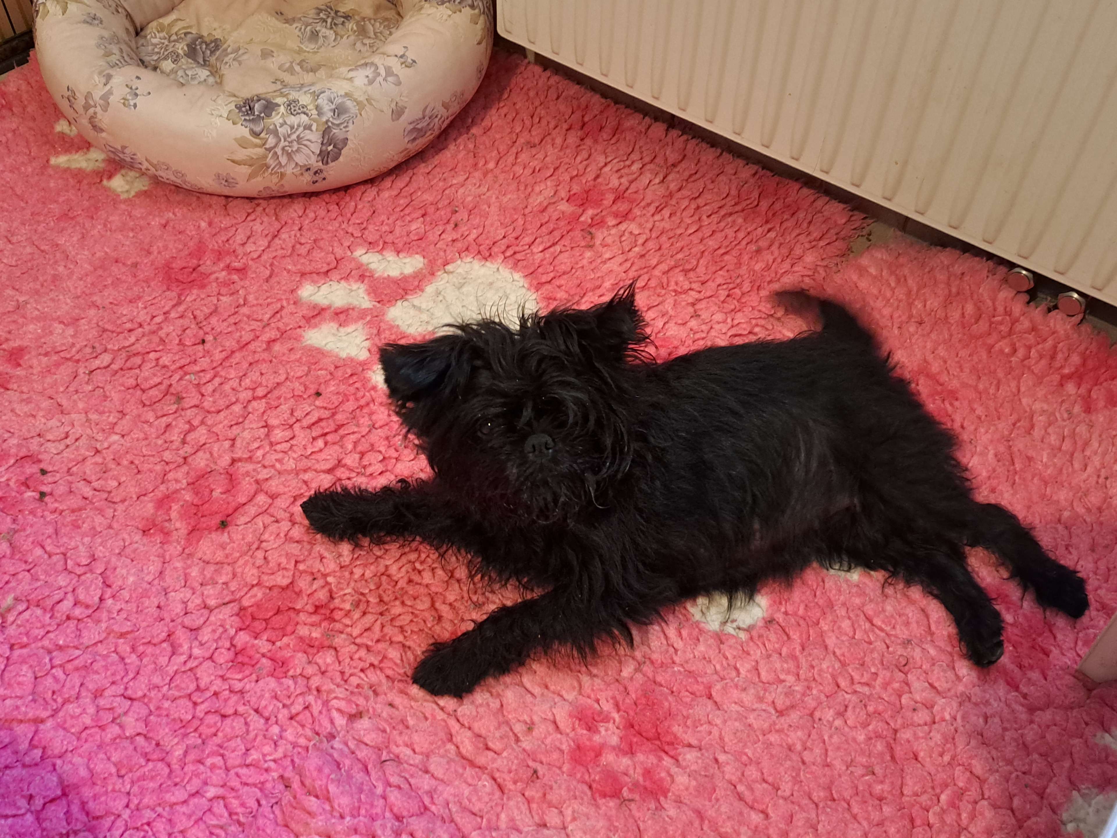 Ansicht 3 von Hundezucht Vom Sonwendsteinblick