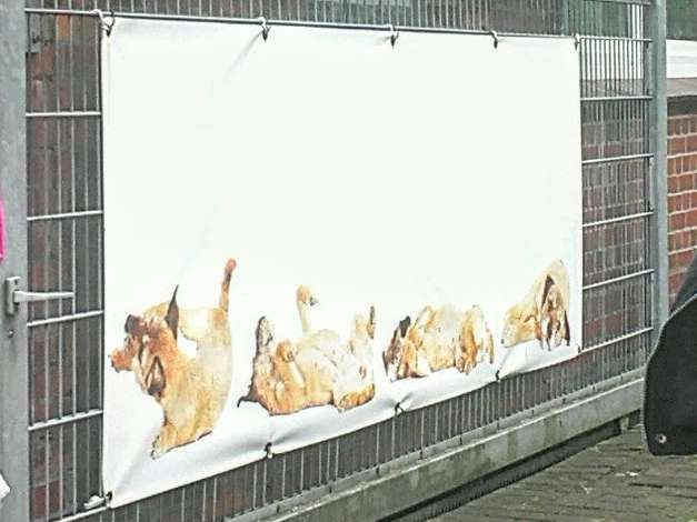 Ansicht 2 von Hundephysiotherapie Cornelia Brinckmann