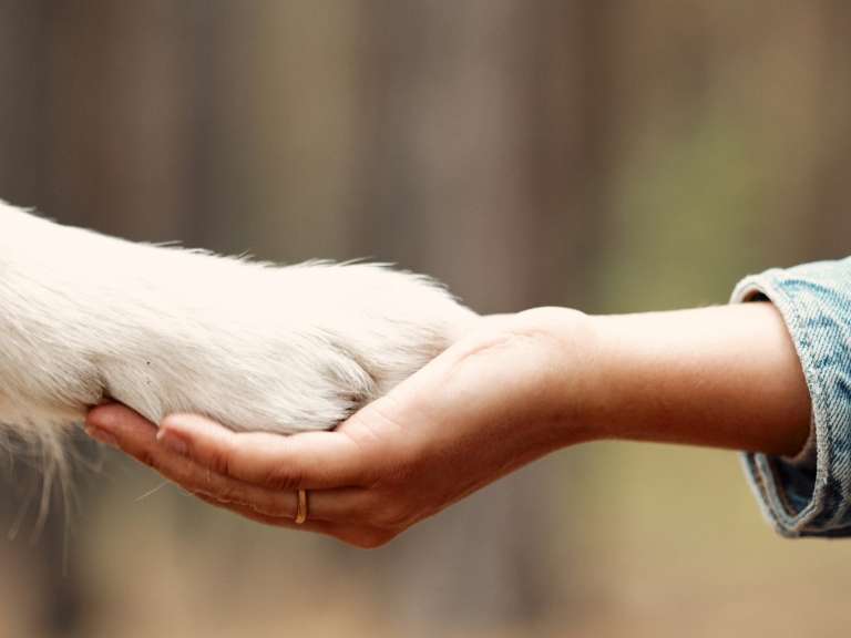 Ansicht 1 von Tierarzt Vallendar, Tierärztliche Gemeinschaftspraxis Emmerich & Häberlein
