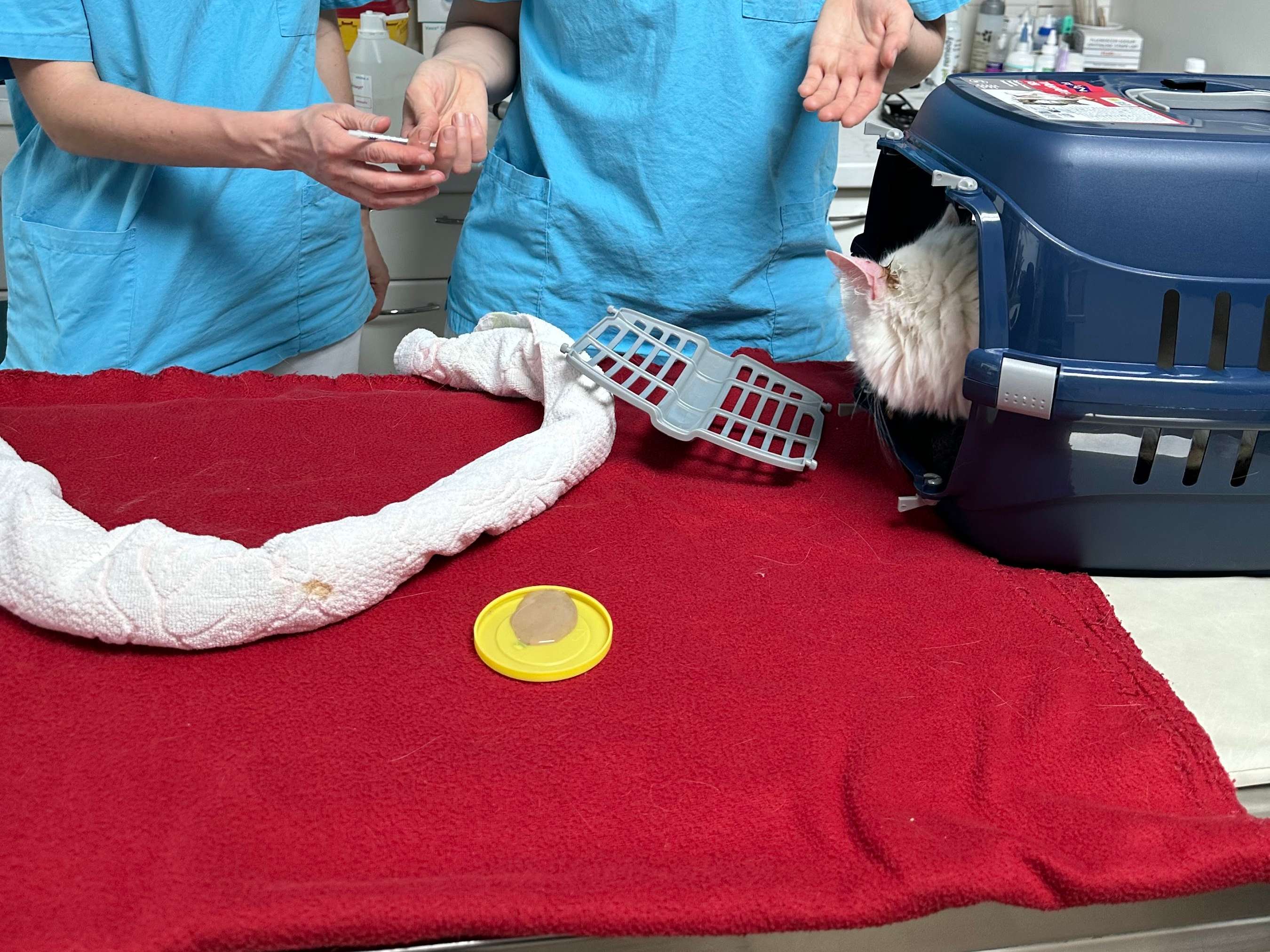 Ansicht 3 von Tierordination Hetzendorf - Mag. Fruzsina Vizvari