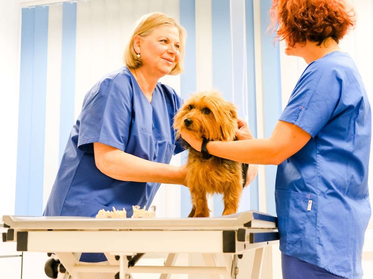 Ansicht 2 von Tierarzt Menger Weitramsdorf, Tierarztpraxis Dr. med. vet. Martina Menger