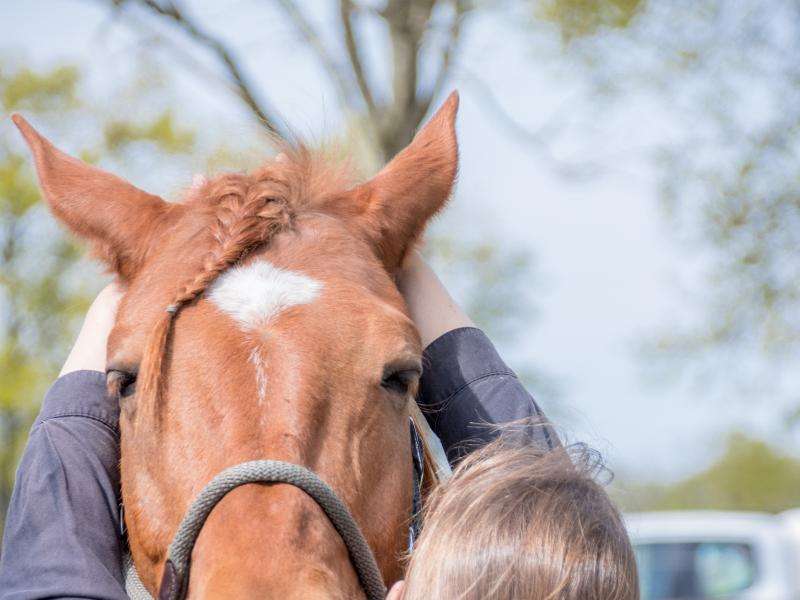 Ansicht 1 von Tierärztliche Praxis Schwerpunkt Chiropraktik - Dr. Katharina Quiggle