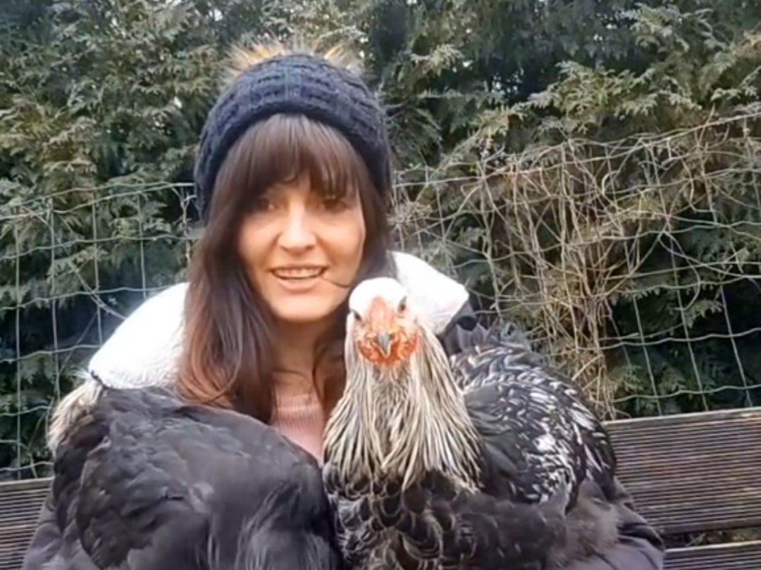 Ansicht 1 von mobile Tierheilpraxis Federliebe (Behandlung von Geflügel wie Hühner, Enten, Gänse, Wachteln uvm)