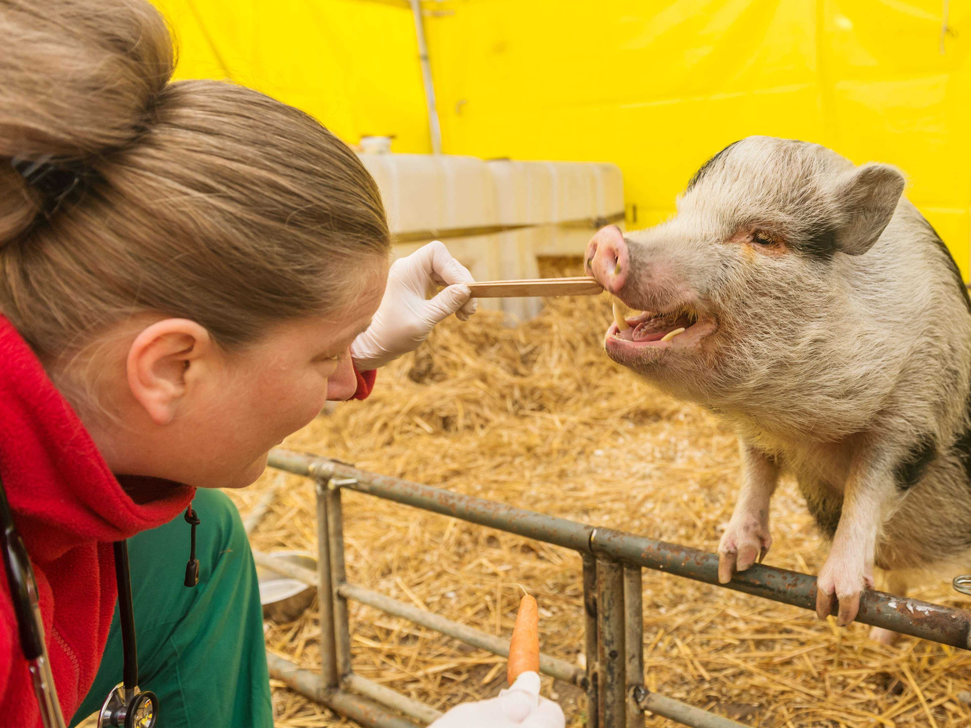 Ansicht 2 von Tierarztpraxis Klein Mexiko