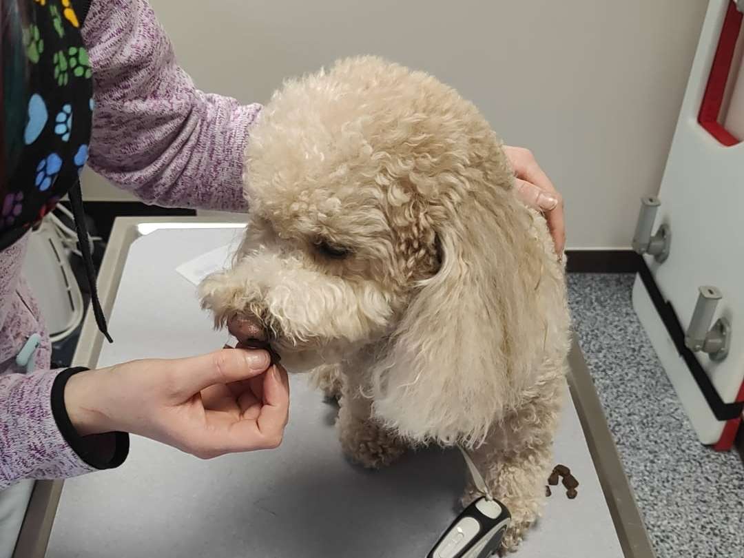 Ansicht 2 von Tierklinik Egelsbach