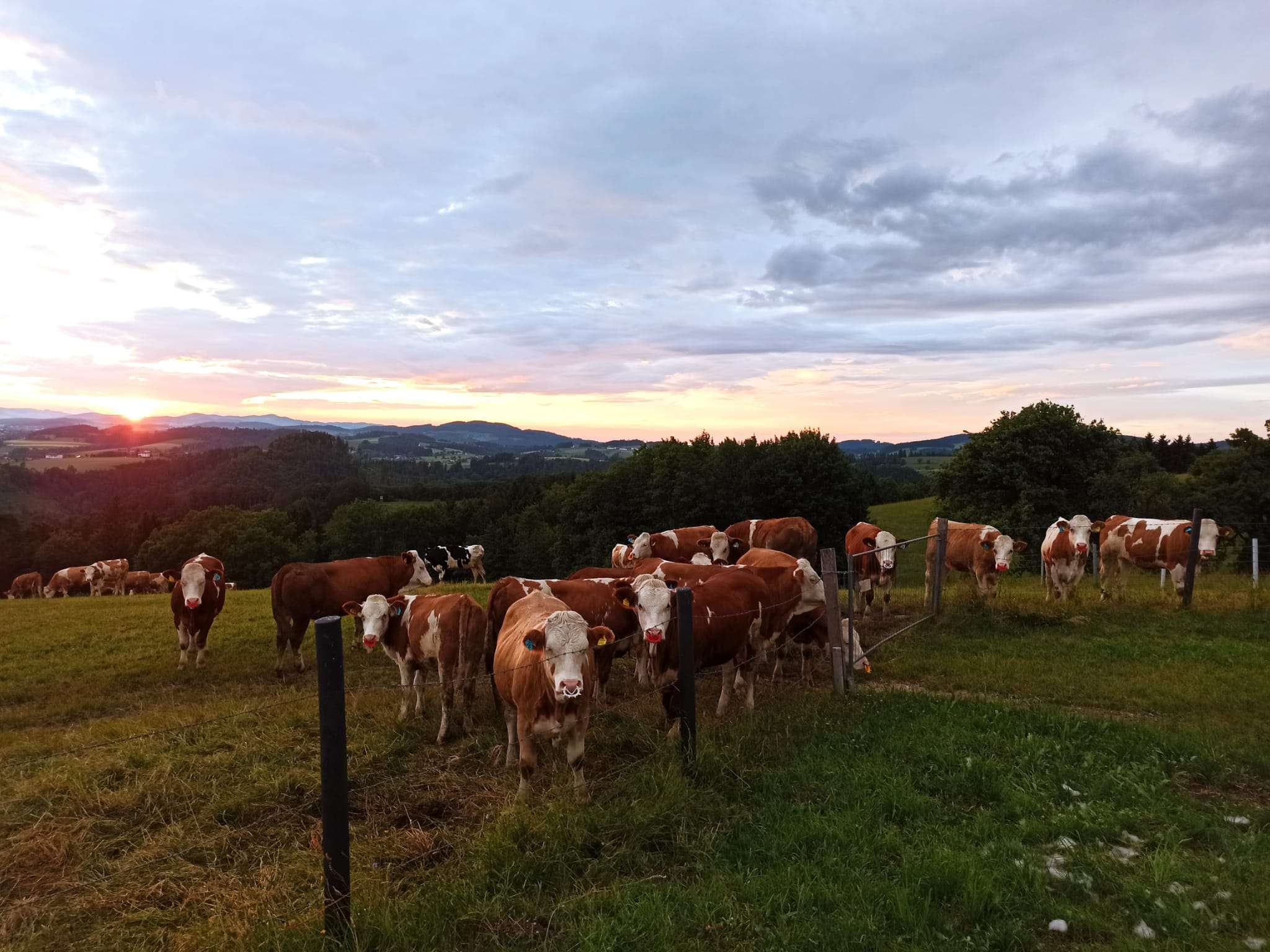 Ansicht 2 von Tierarztpraxis Muxeneder