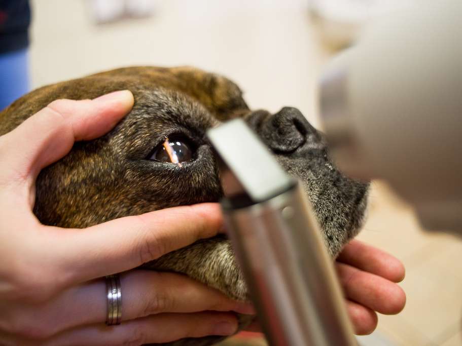 Ansicht 1 von Tierarztpraxis Vesmes