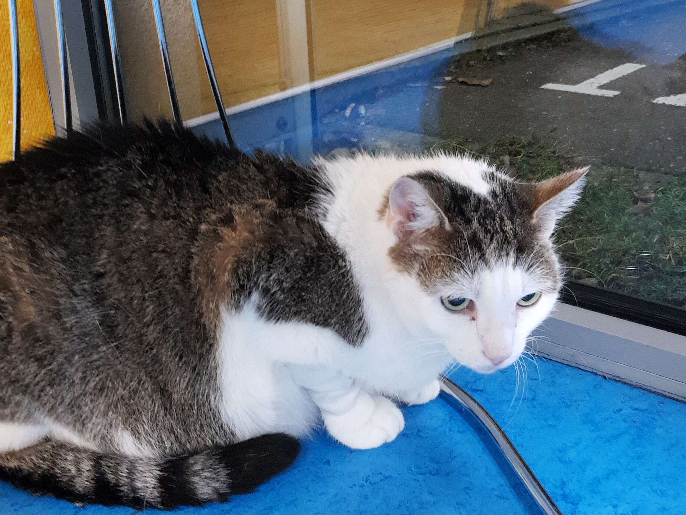 Ansicht 3 von Tiergesundheit Scholz Saarpfalz