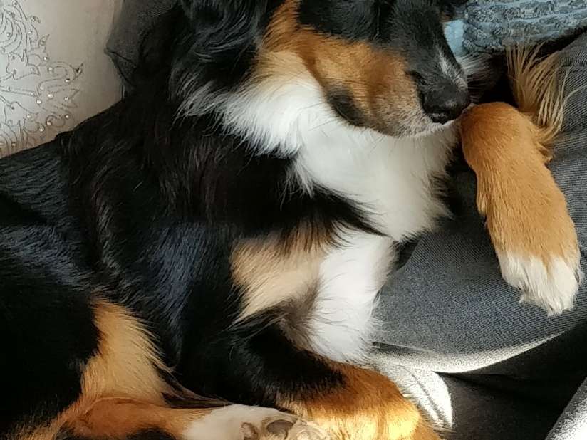 Ansicht 3 von Hund Katze Herz Claudia von Ruffer Tierarztpraxis für kardiologische Untersuchungen