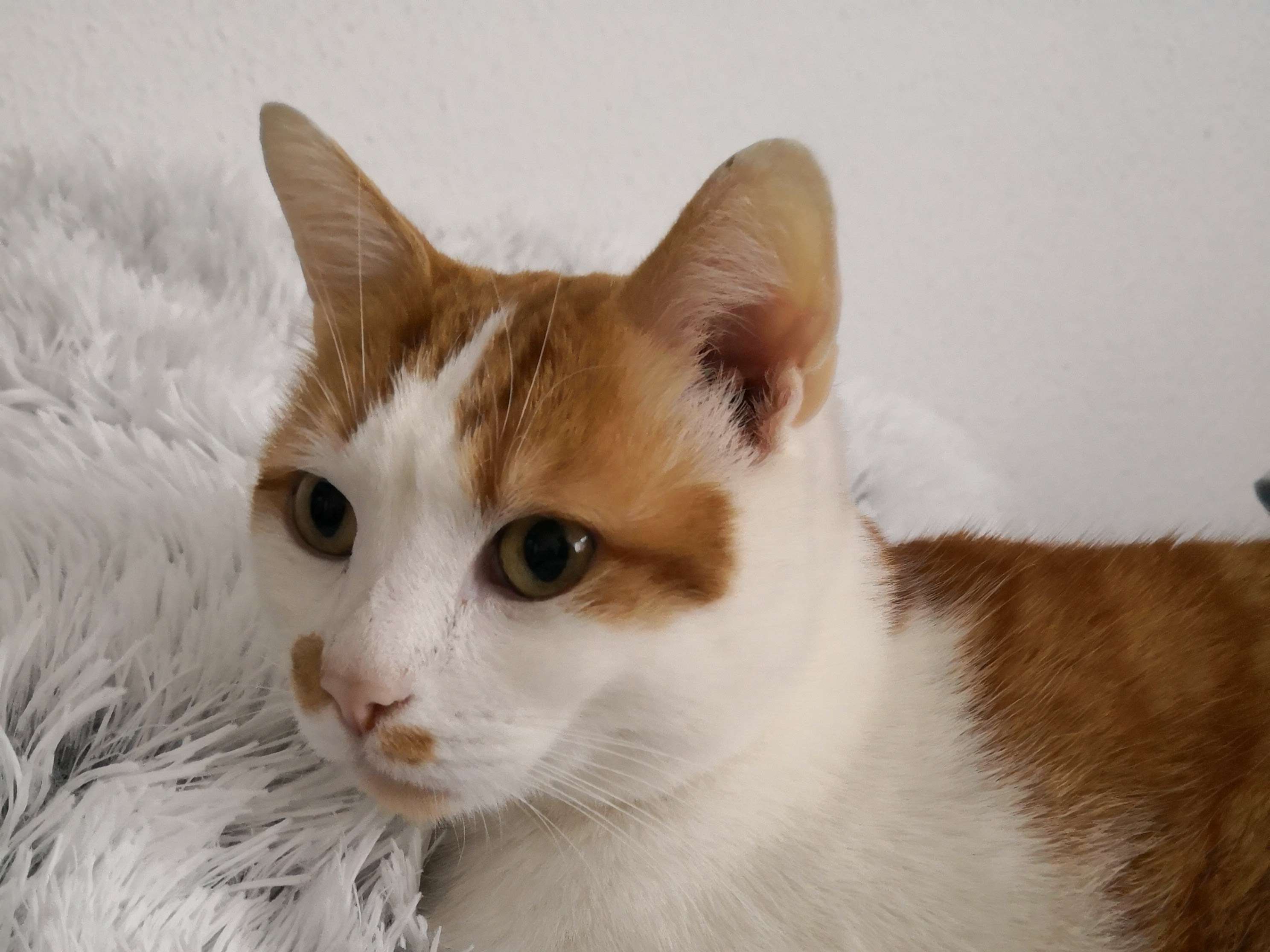Ansicht 1 von Tierdermatologie Dr. Wildermuth