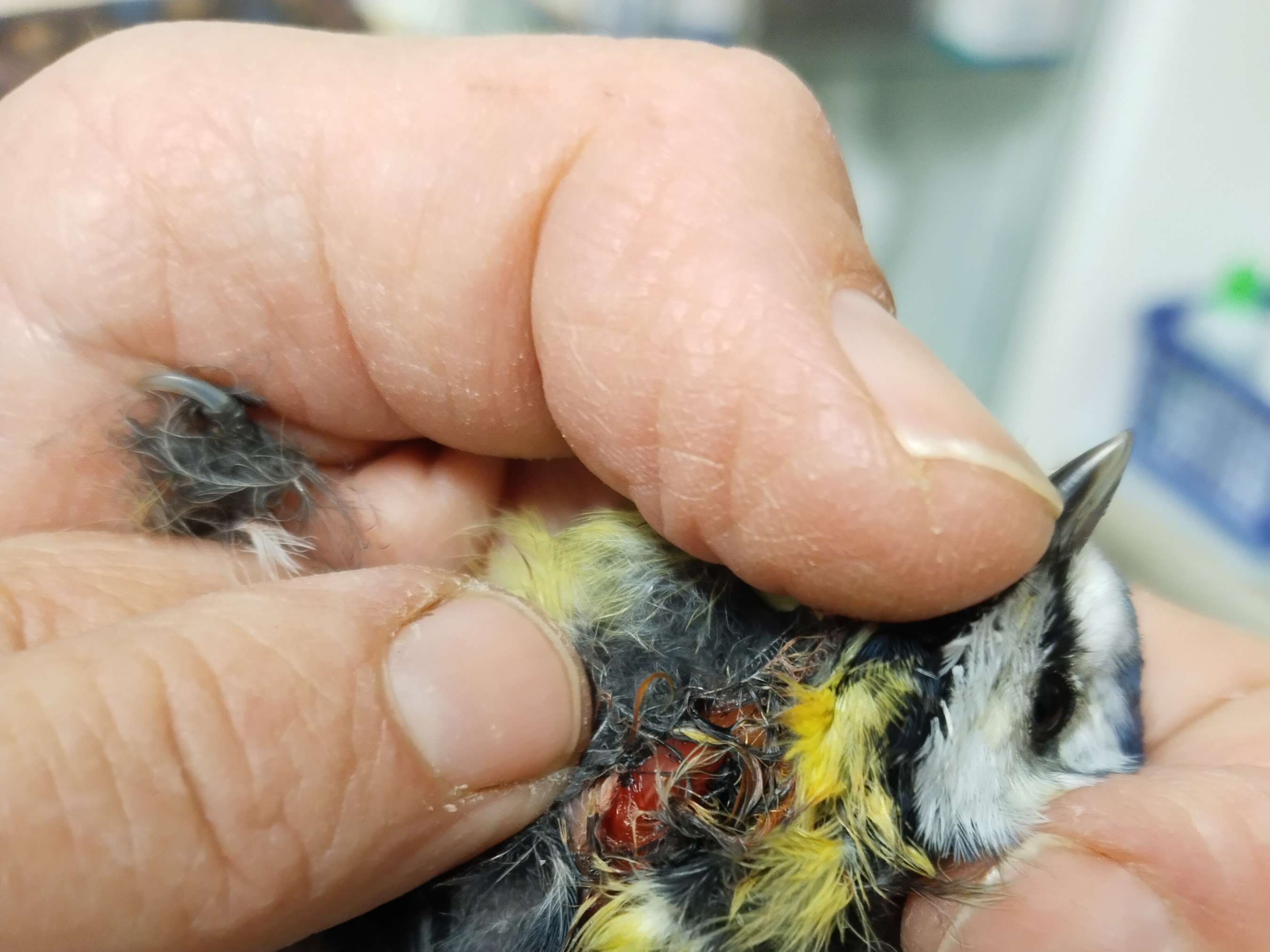Ansicht 2 von Tierarztpraxis Dr med vet Eva Haberpeuntner