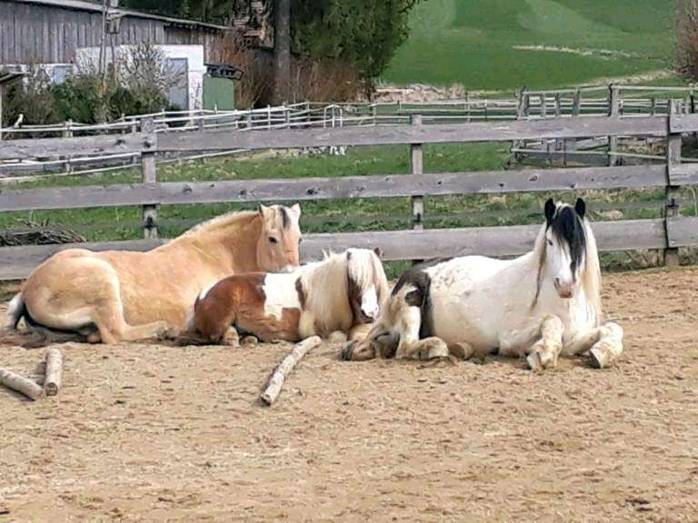 Ansicht 3 von Tierärztliche Klinik Gessertshausen Altano