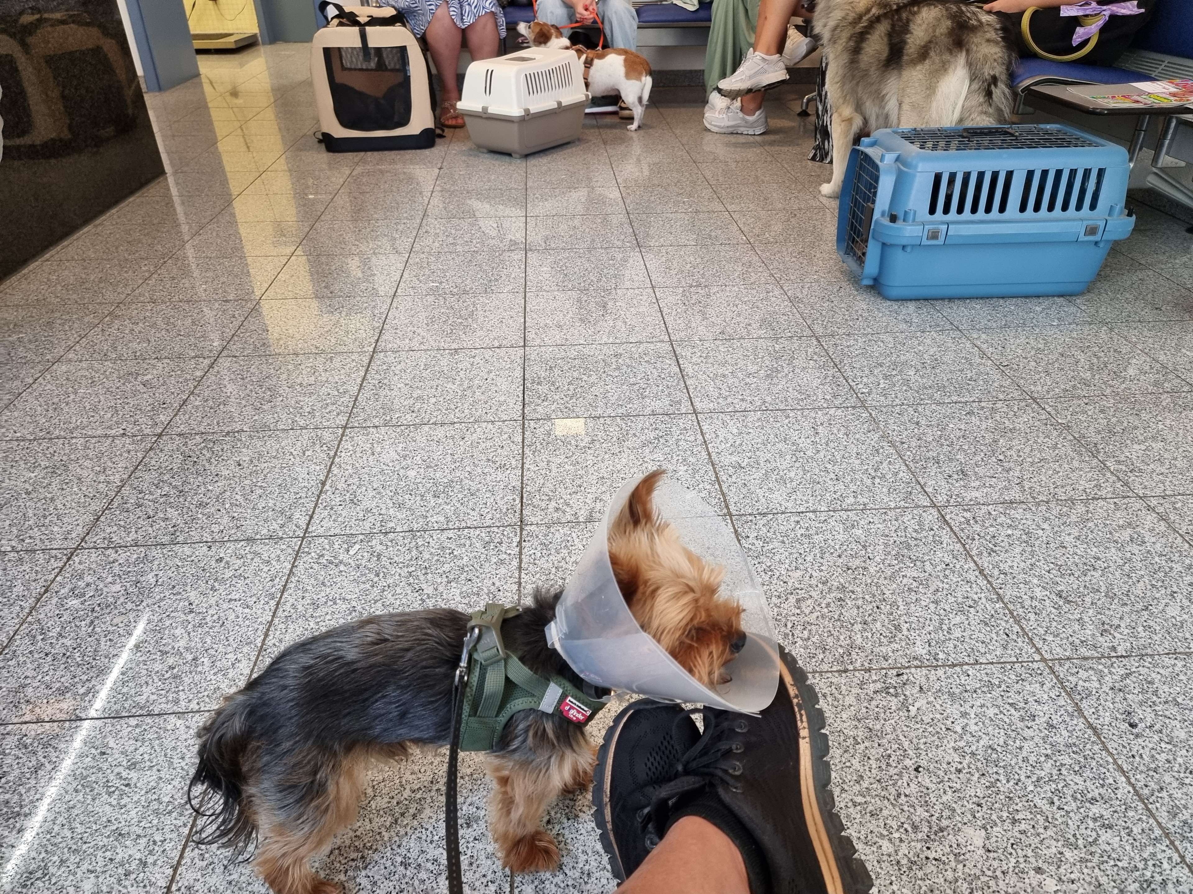 Ansicht 3 von Dr.med.vet. Dolas Ngarwate Tierarzt