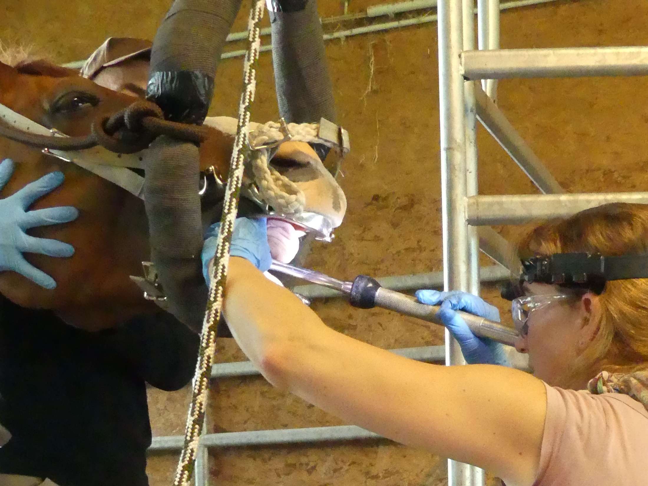 Ansicht 2 von Tierärztliche Praxis Schwerpunkt Chiropraktik - Dr. Katharina Quiggle