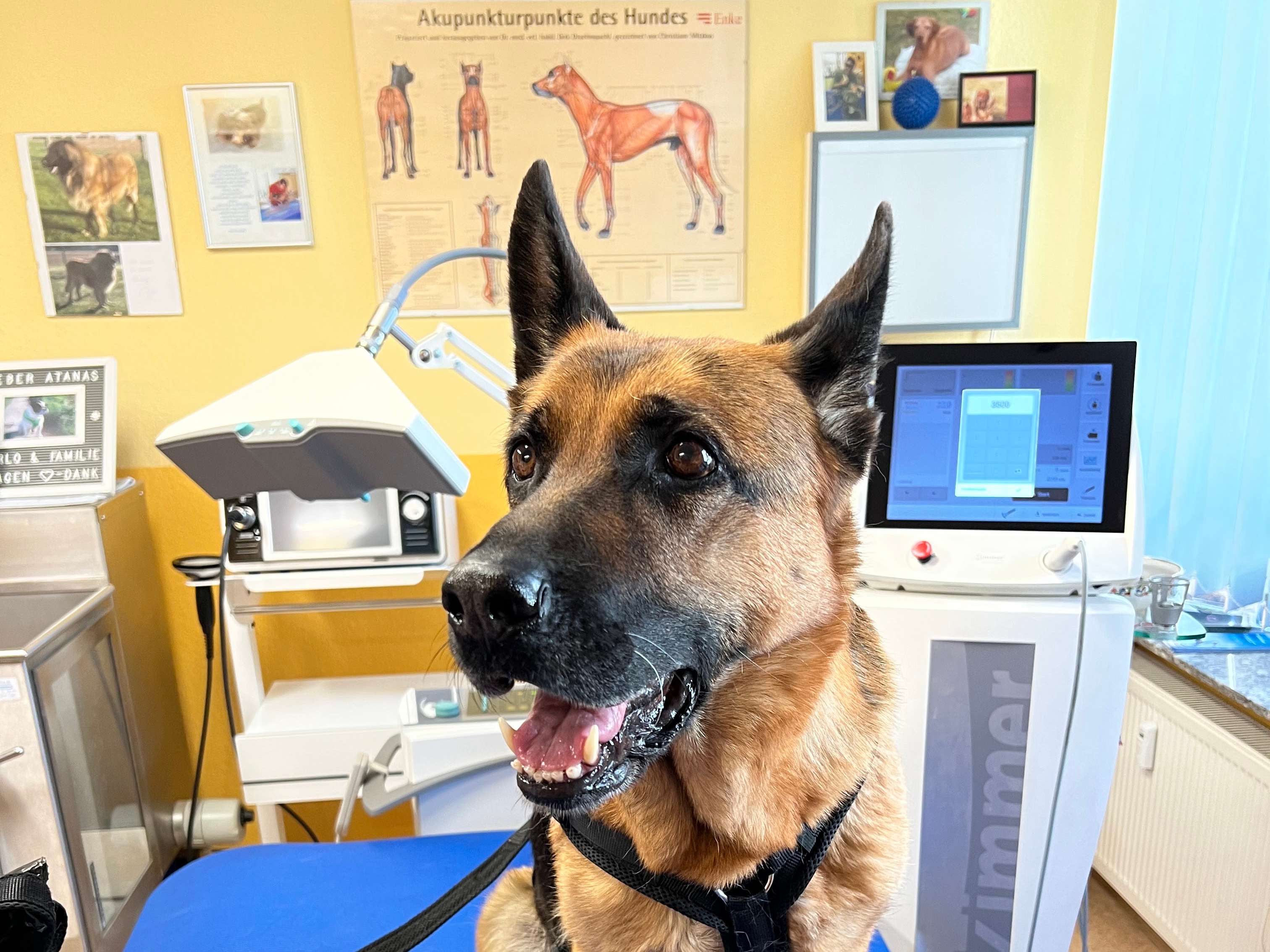 View 1 of Atanas Bakardjiev Hunde - Physiotherapie