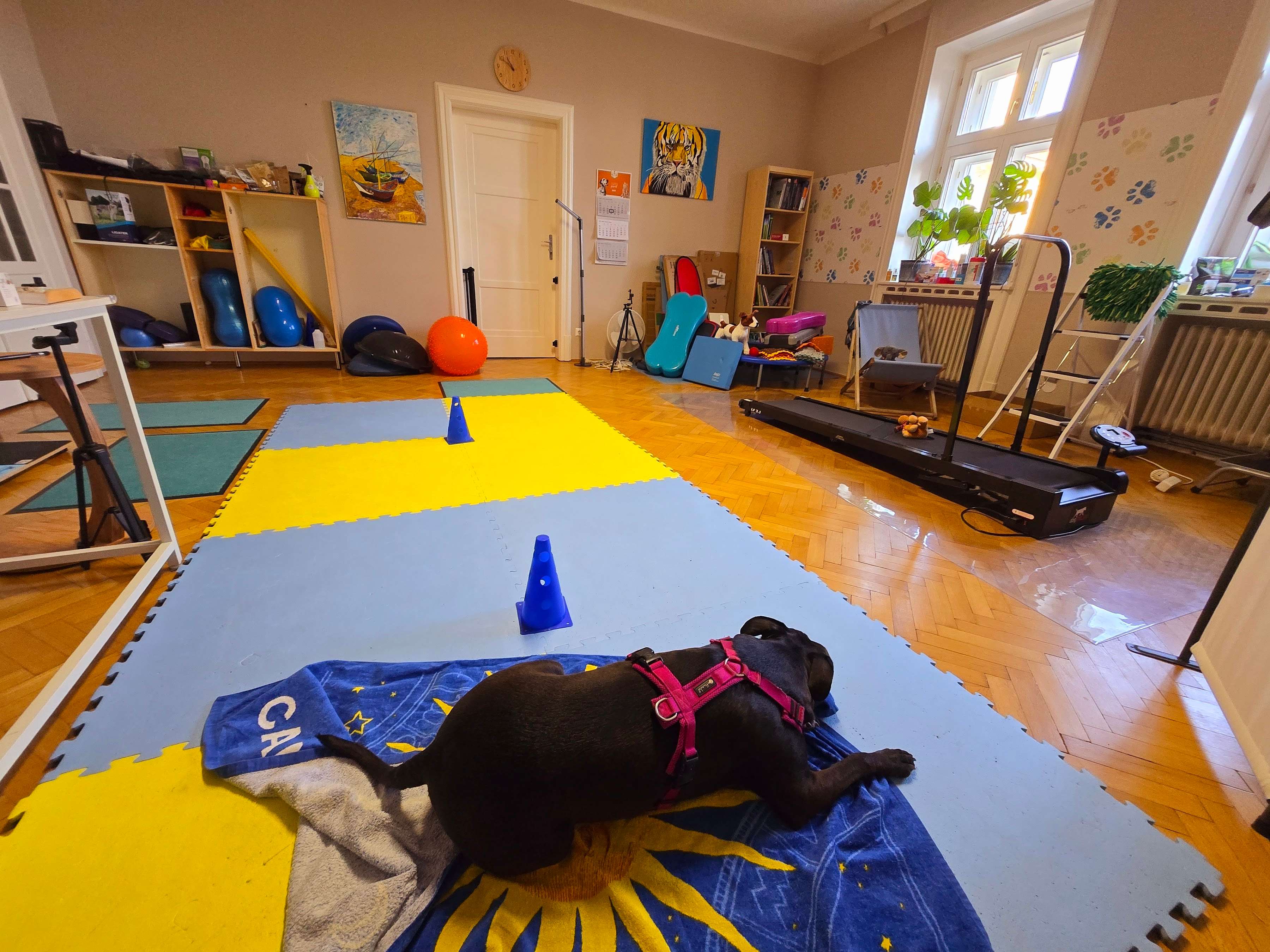 View 1 of SK-VET Tierarztpraxis - Mag. Sibylle Karpf