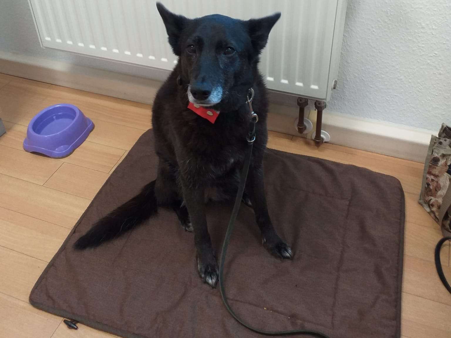 Ansicht 4 von Tierärztliche Gemeinschaftspraxis für Kleintiere Dres. K. Wittig & S. Kramer