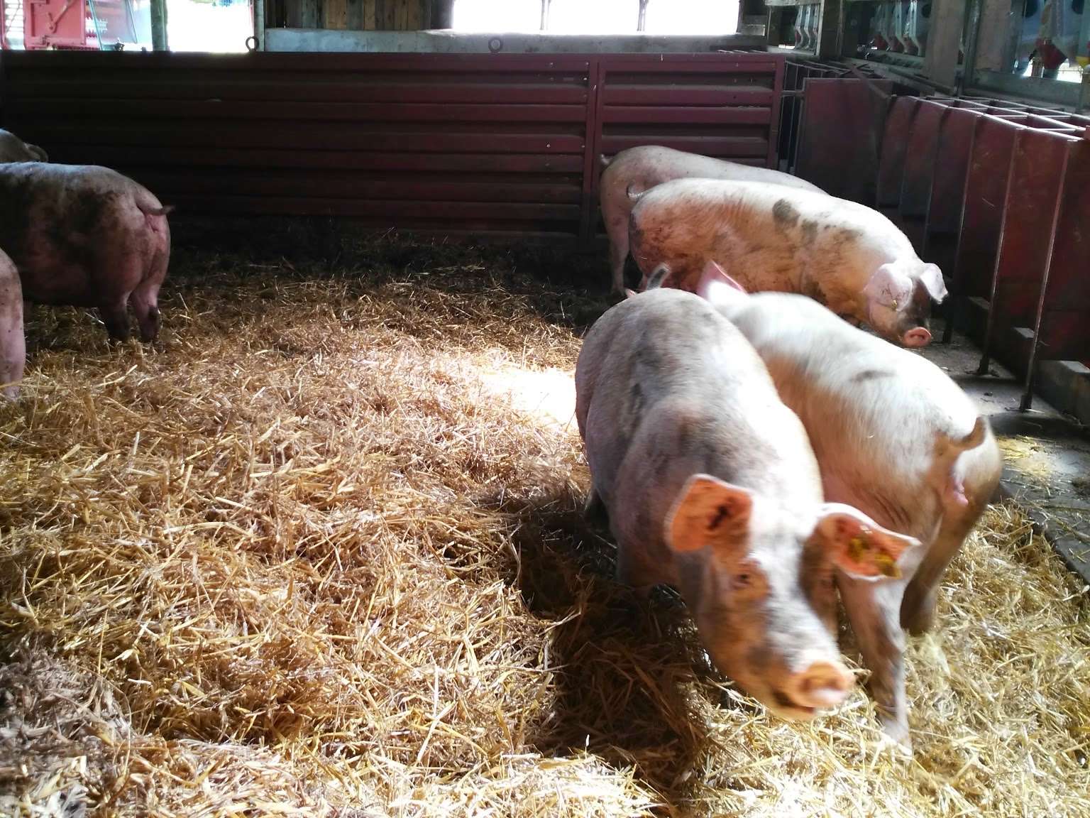 View 2 of Tierarztpraxis Martin Leidig (für Schweine und Rinder)