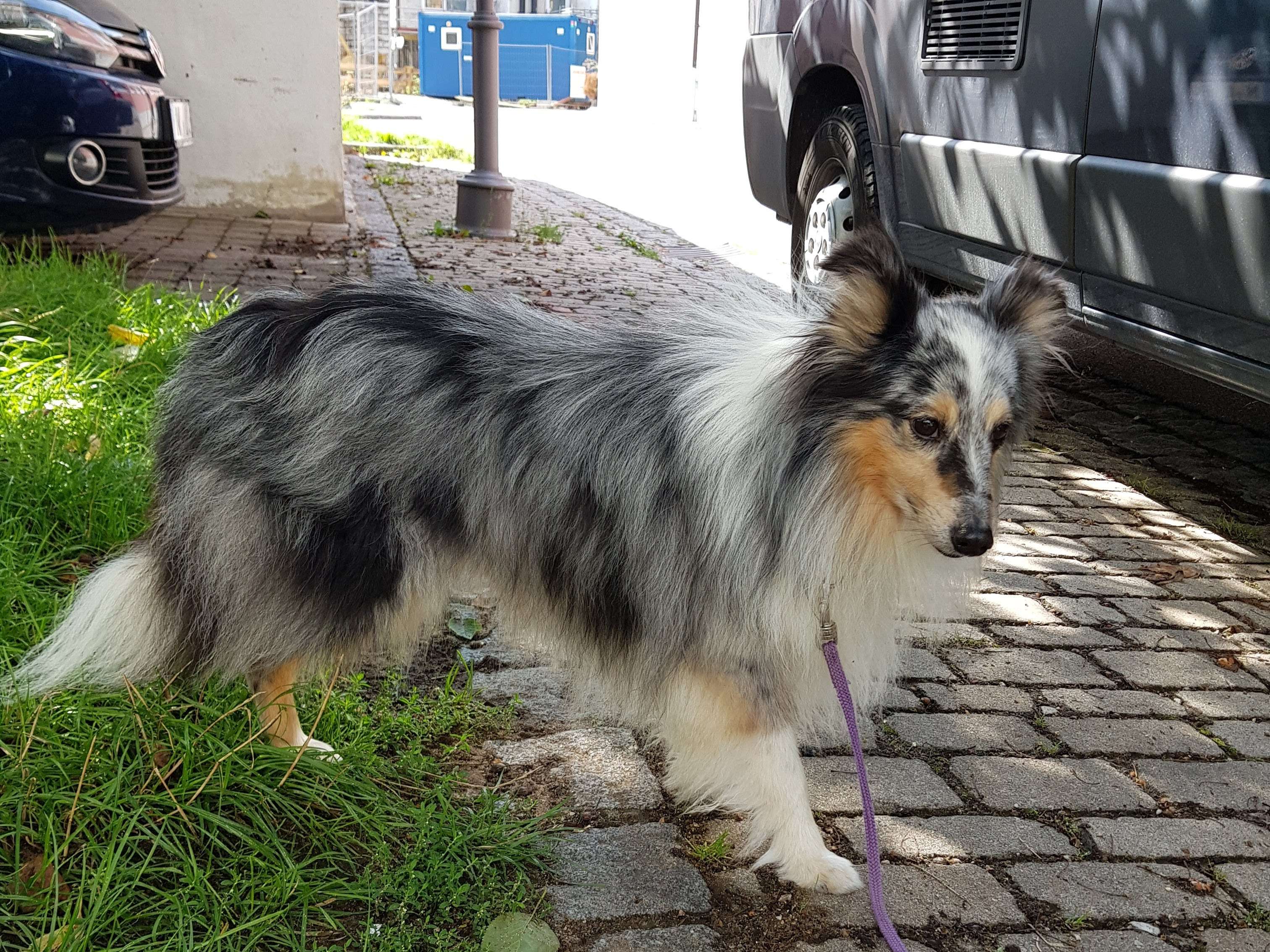Ansicht 4 von Tierärztin Petra Müller