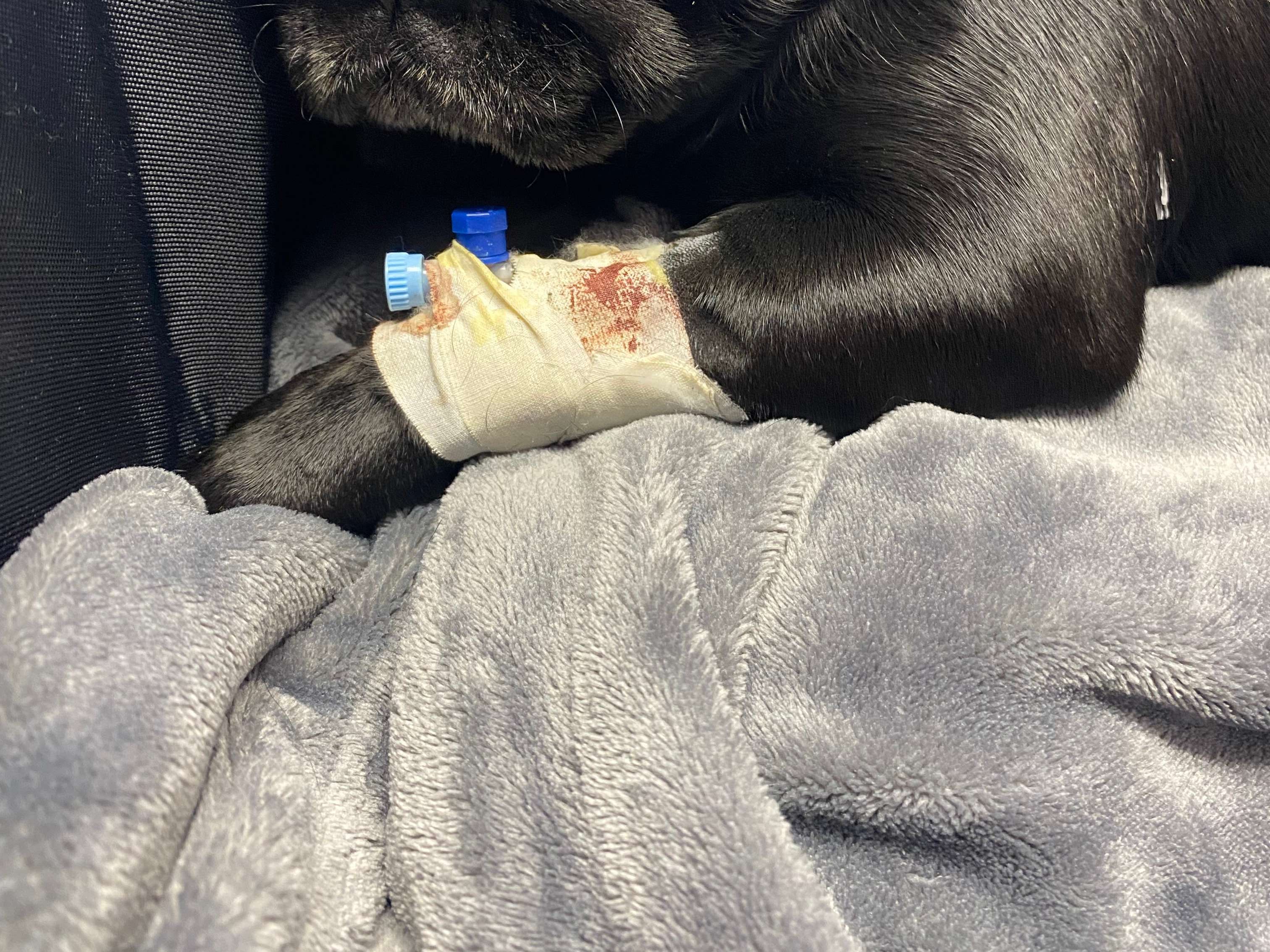 Ansicht 5 von AniCura Aachen Tierärztliche Klinik für Kleintiere