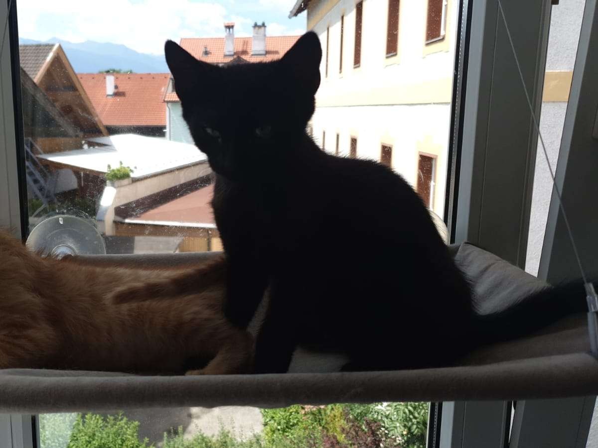 Ansicht 3 von Dipl-Tierarzt Armin Anranter