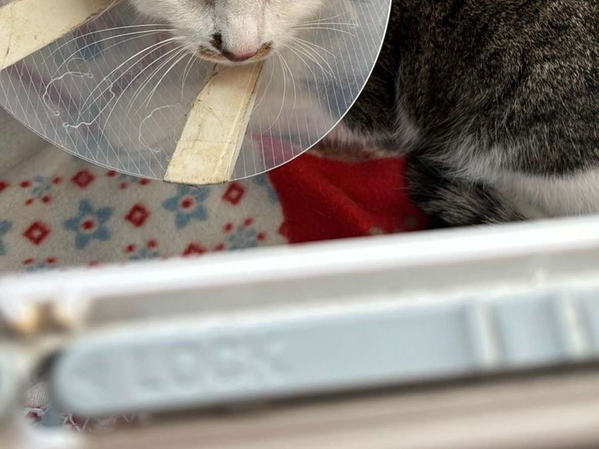 Ansicht 3 von Tierärztliche Klinik für Kleintiere Dr. med. vet. Jan Apelt