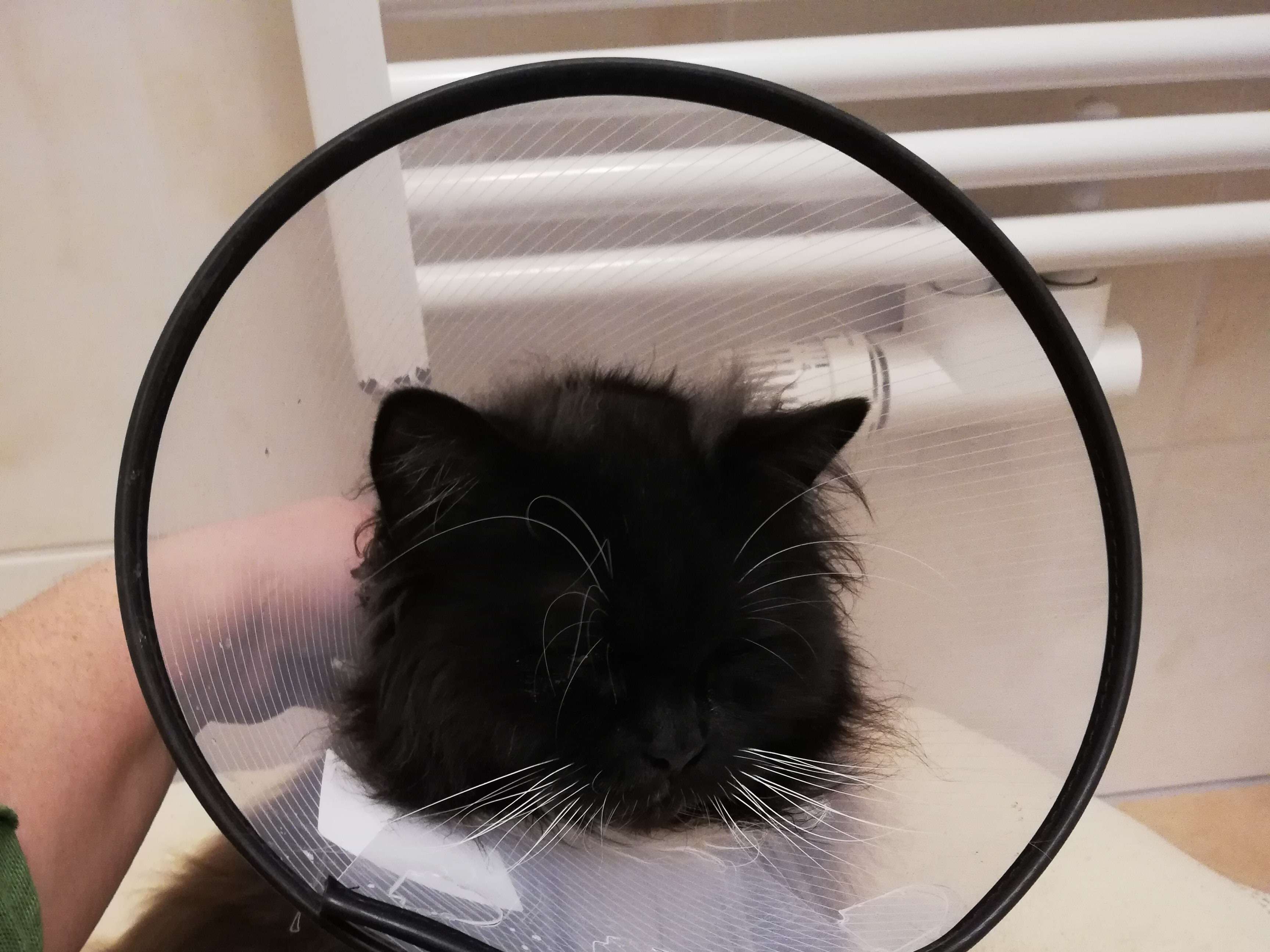 Ansicht 3 von Tierärzte IVC Evidensia GmbH -Tierklinik Neu-Anspach