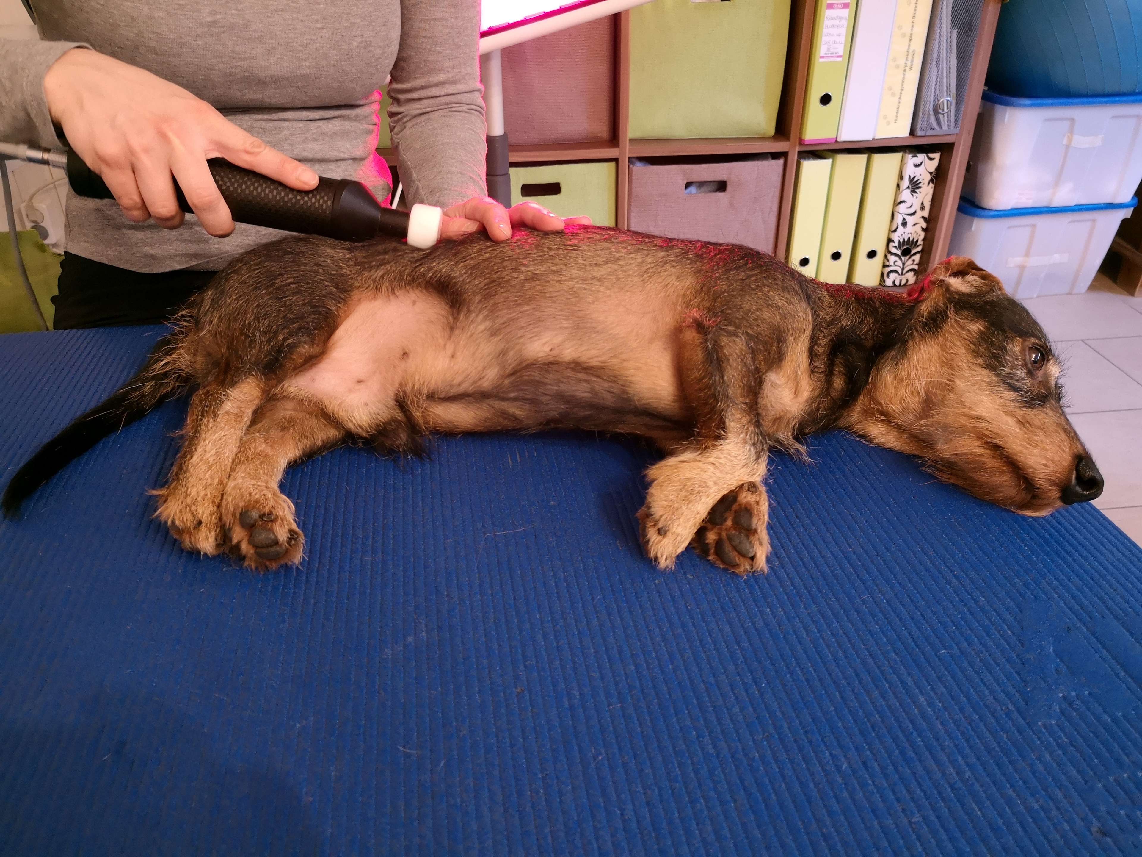 View 1 of Astrid Kramzar Tierphysiotherapie Ingolstadt - Praxis für Hundephysiotherapie