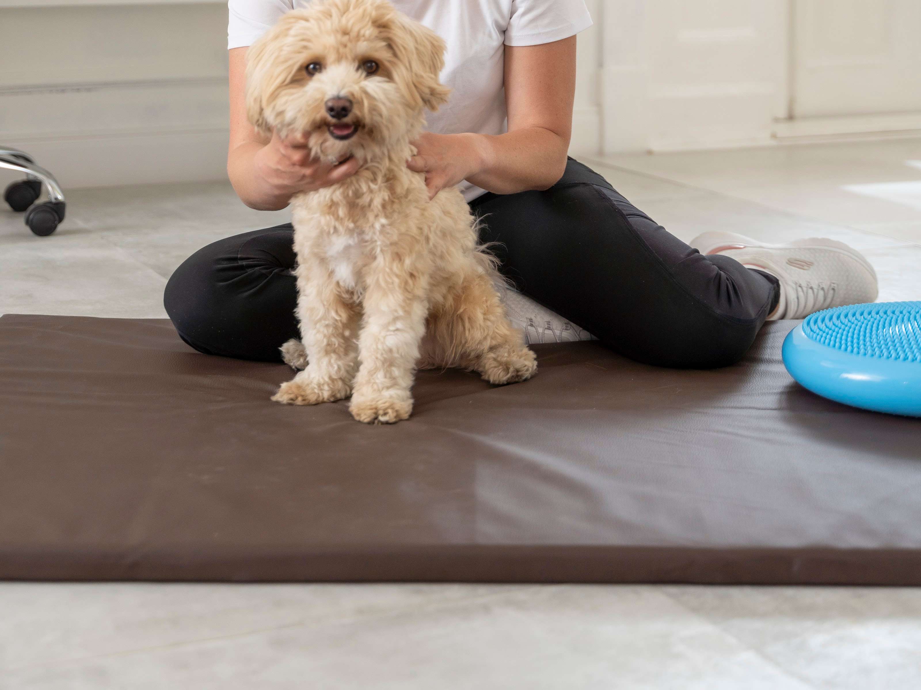 Ansicht 2 von Hundephysio und Tierheilpraxis Simone Kikstein