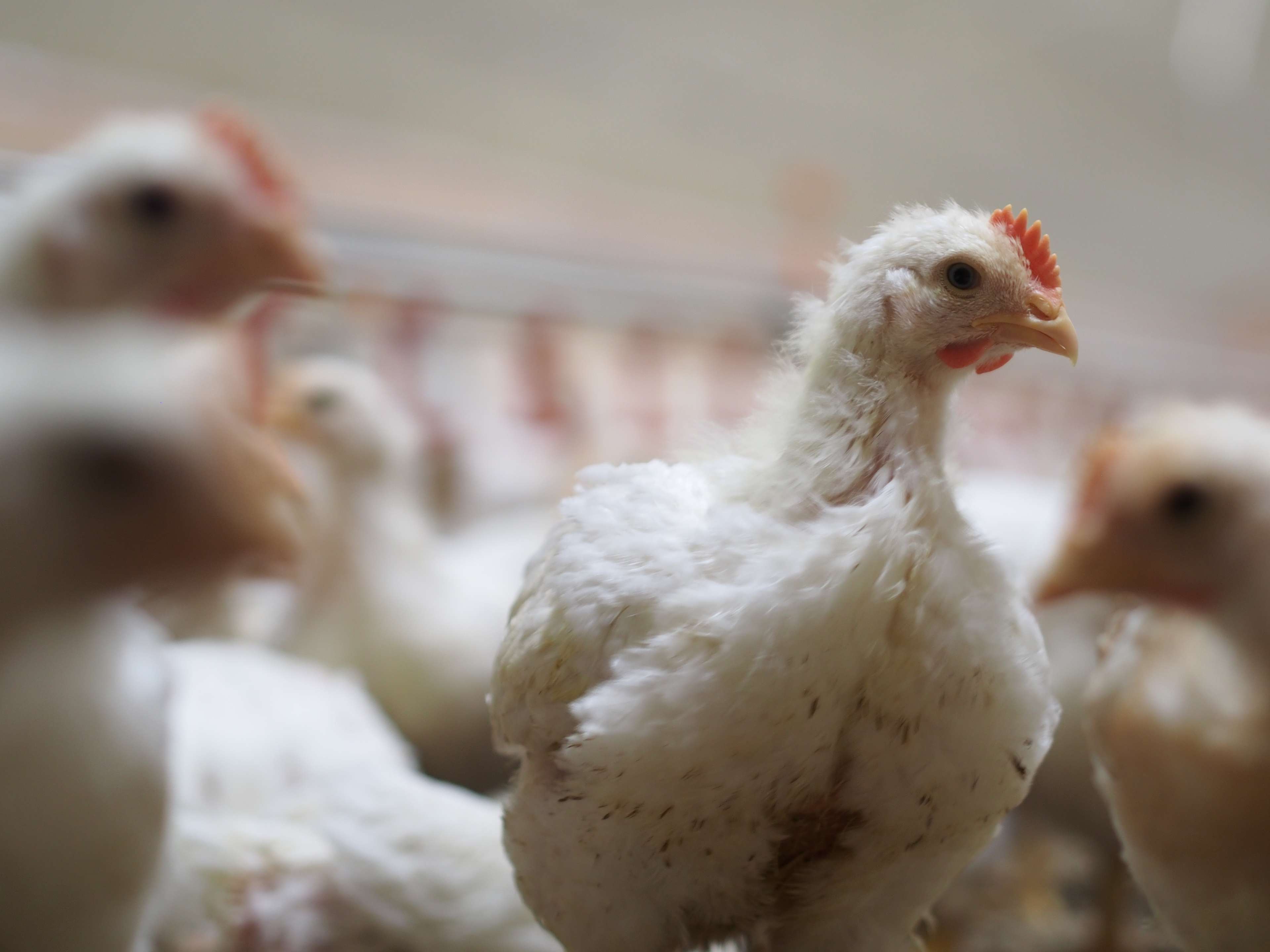 Ansicht 2 von Tierärztliche Gemeinschaftspraxis Dr. Blome, Dr. Vogt, Dr. Kersting, Dr. Fillmer — Standort Dinker