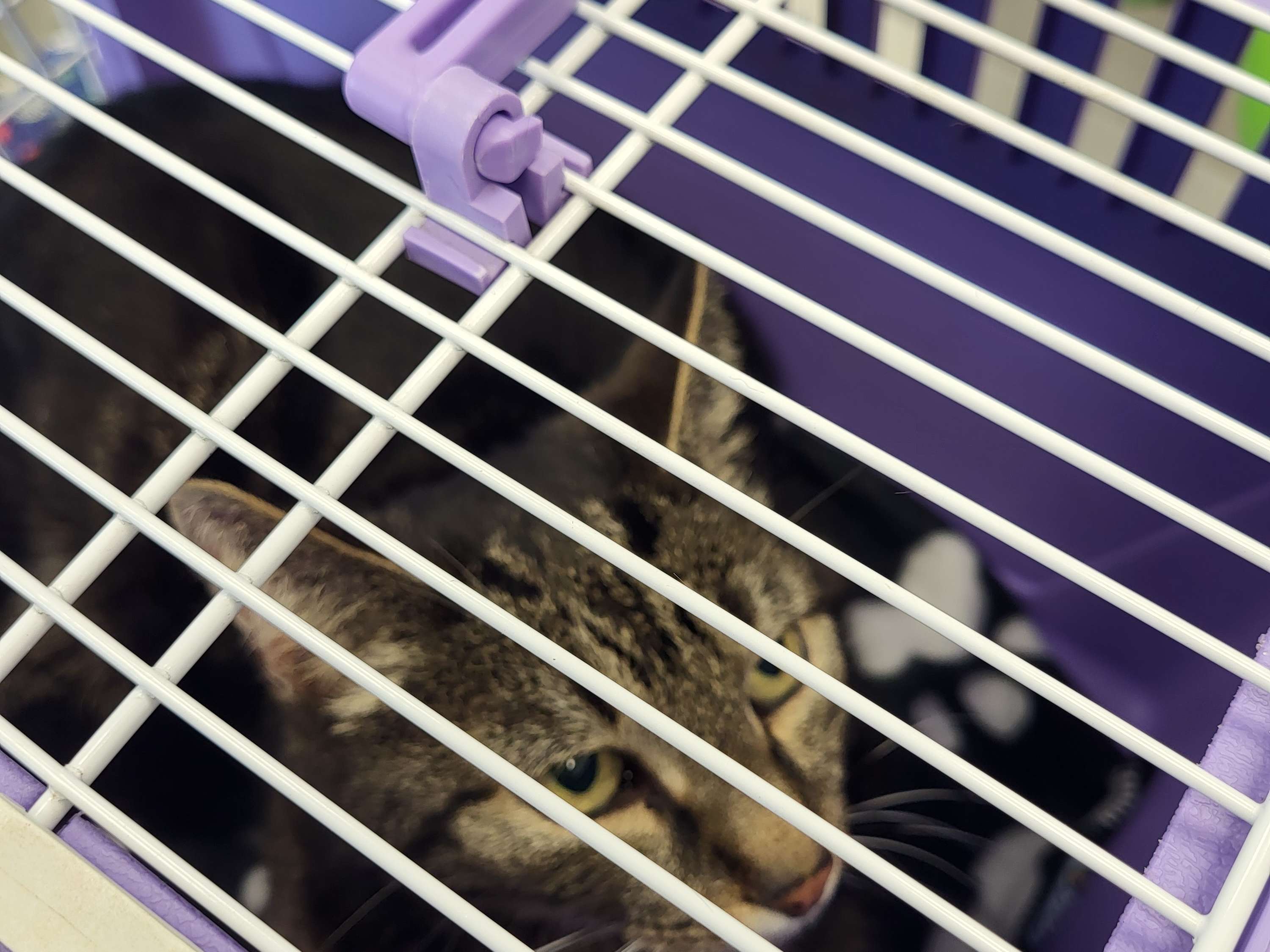 Ansicht 2 von Ihr Tierarzt in Denkendorf in Bayern - Tierarztpraxis Langmann