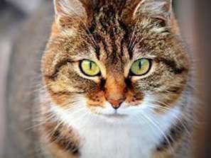 Ansicht 3 von Dr. med. vet. Michael Witting Tierarzt