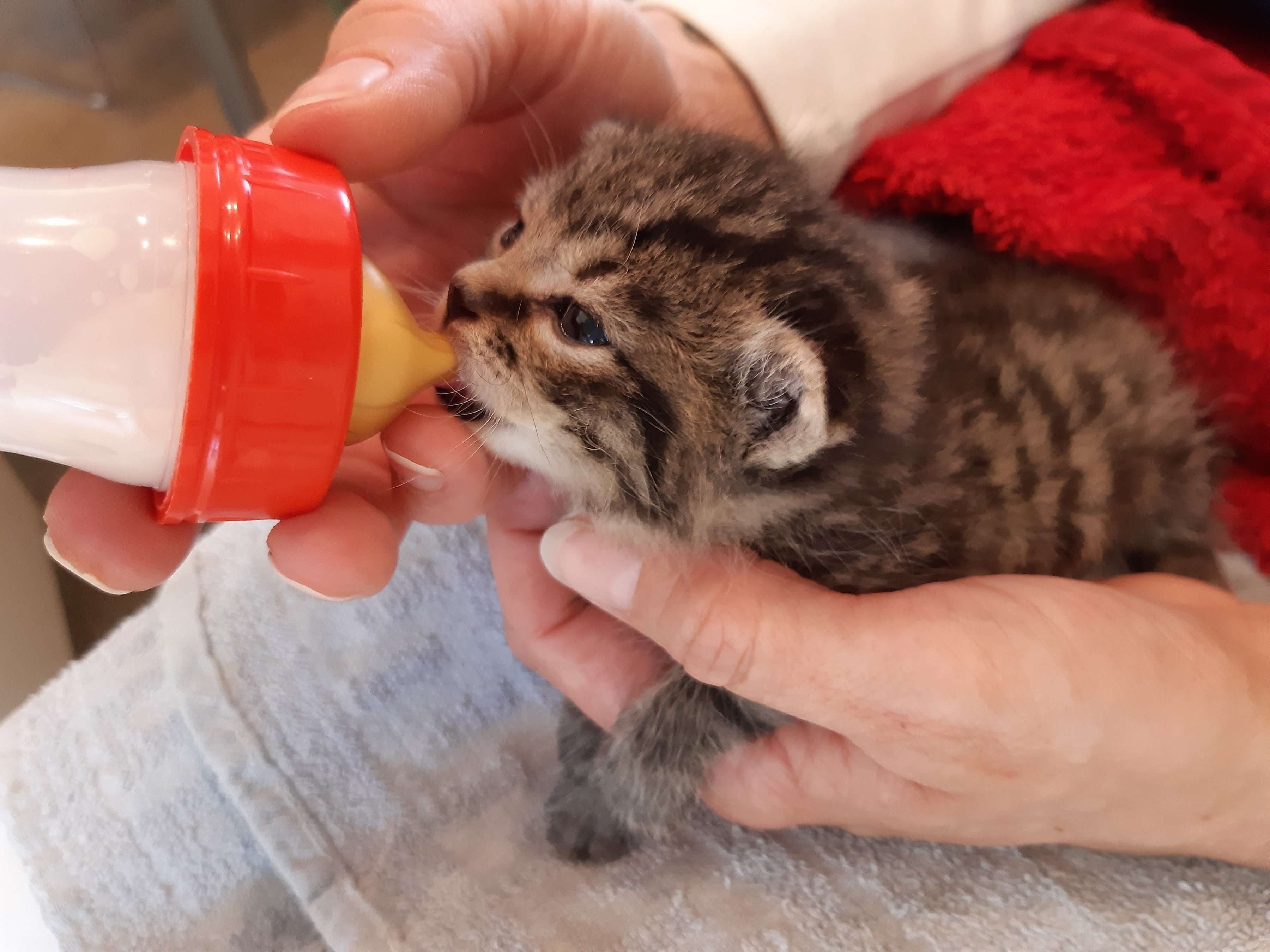 Ansicht 1 von Dip. Tierarzt PhDDr. Schauhuber Christine
