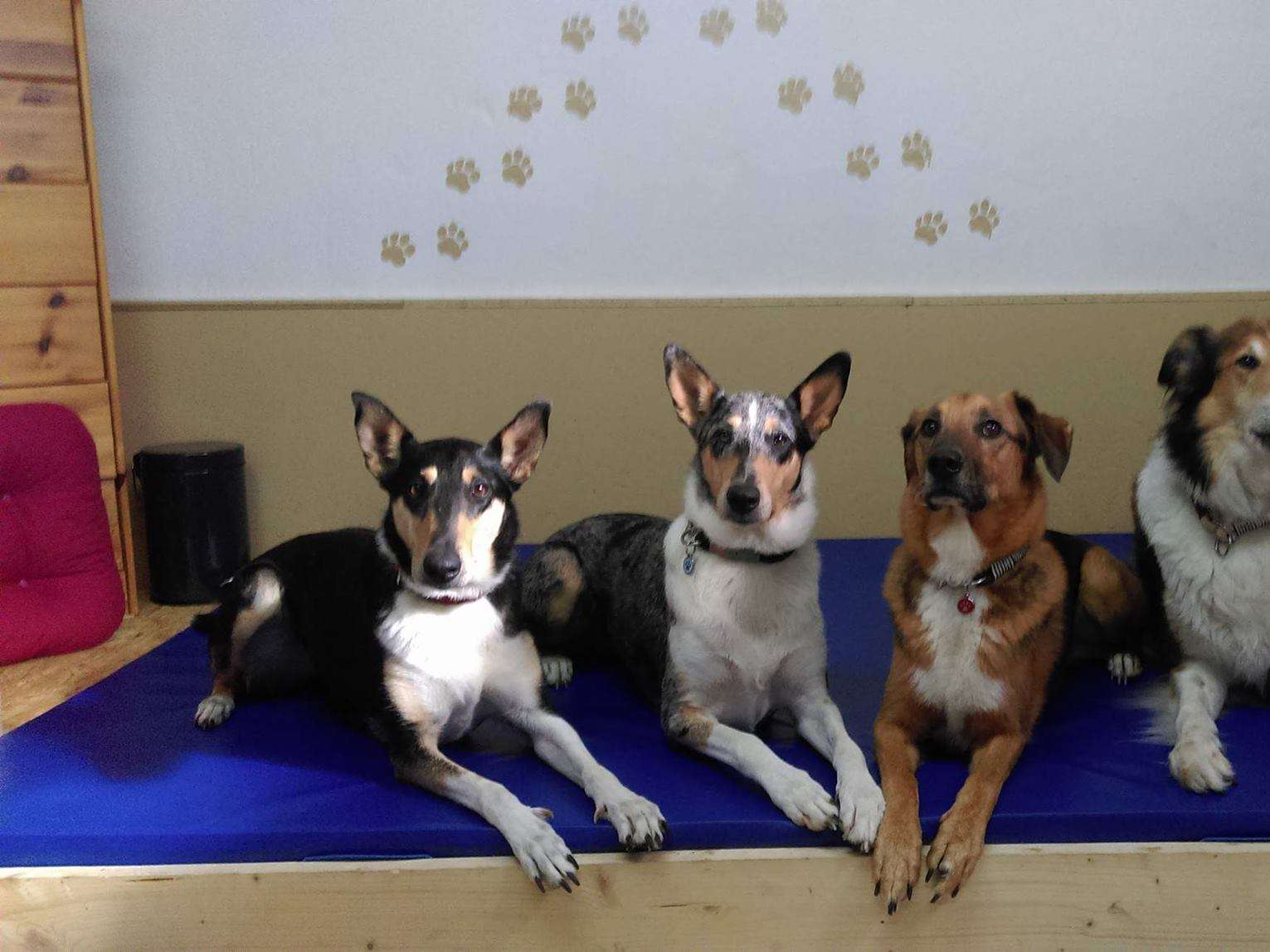 Ansicht 2 von PhysioScheune Krankengymnastik für Hunde