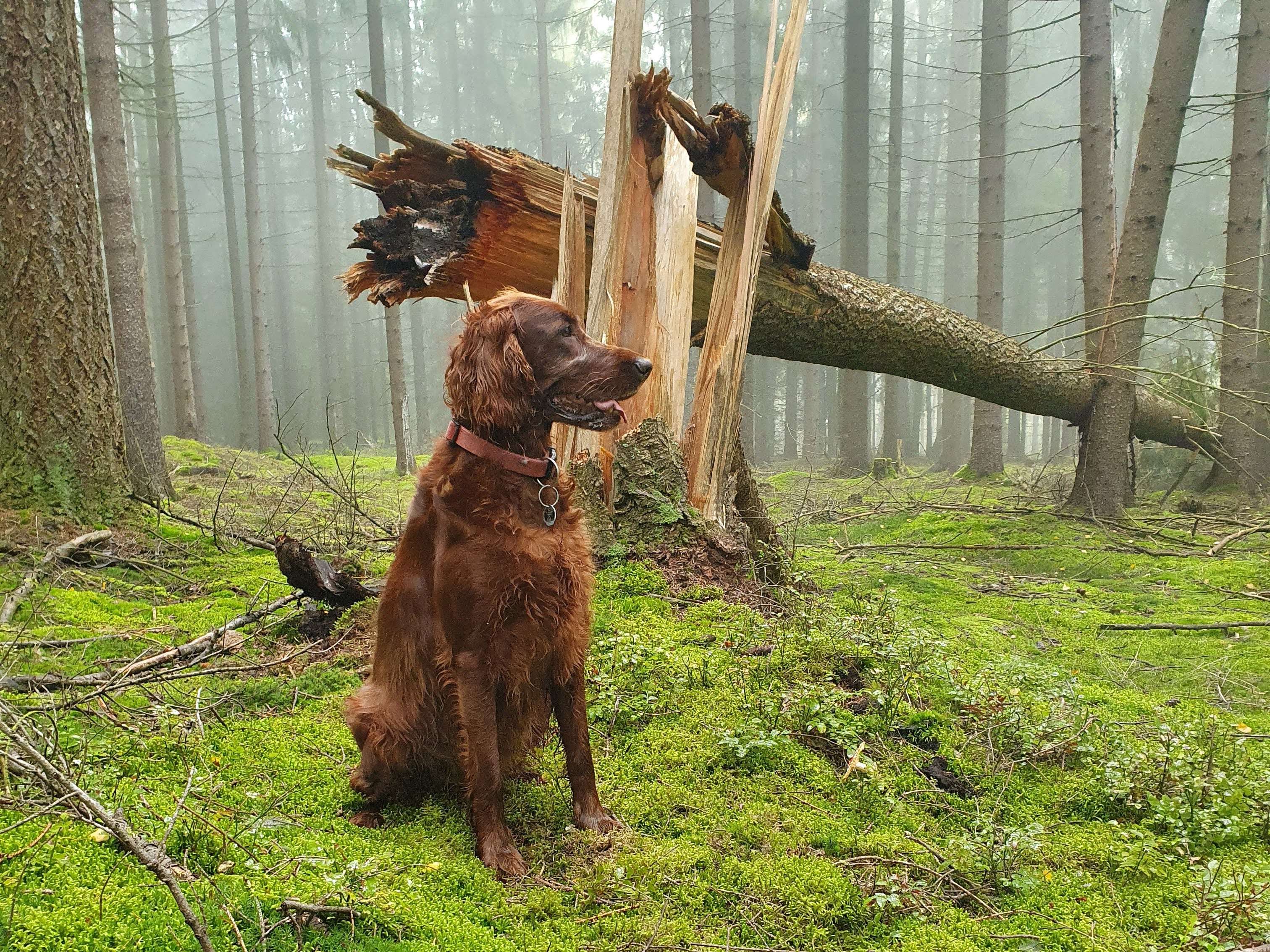 View 1 of Vladimir Liske