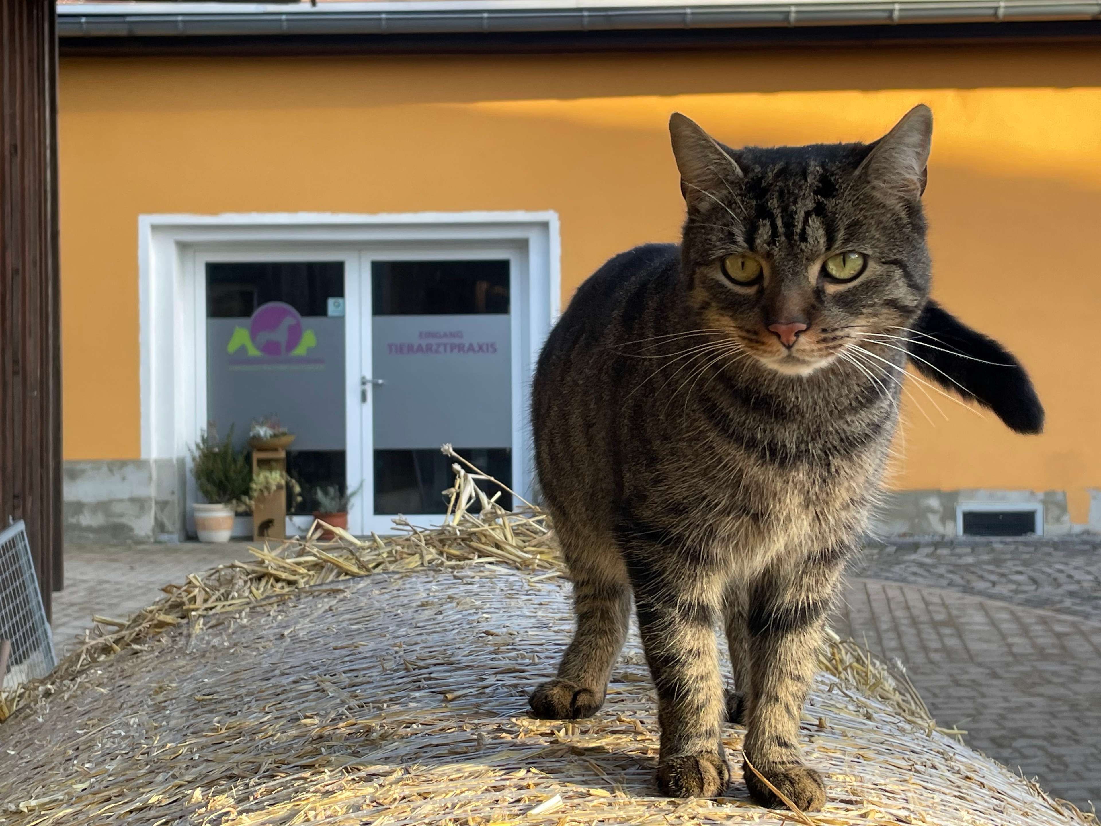 Ansicht 3 von Tierarzt Oberlausitz- Fröstl Tiergesundheit