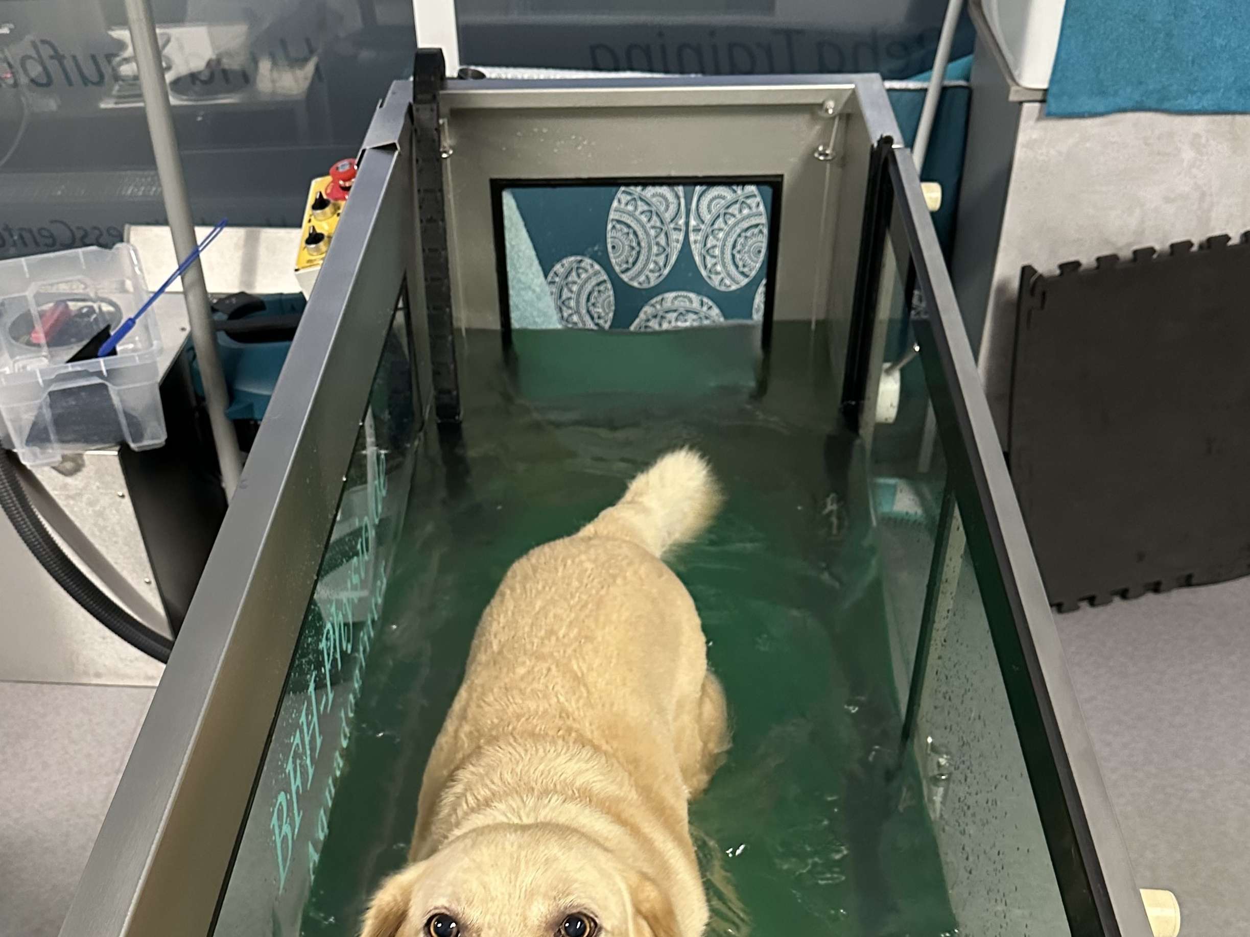 Ansicht 3 von PhysioTierärztin Mag. Martina Süss mit HundeFitnessCenter