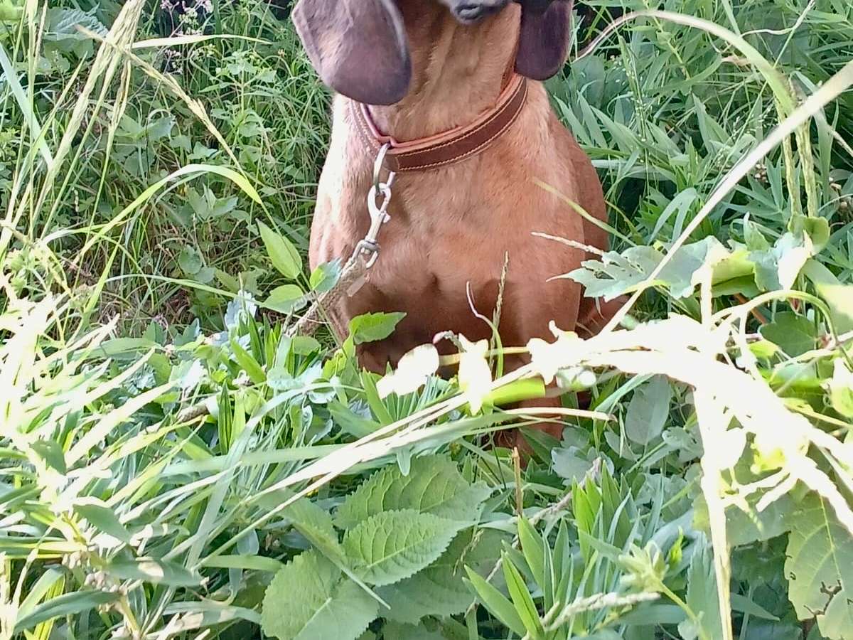 View 3 of Tierarzt (Kleintierordination) Heinz Aujesky