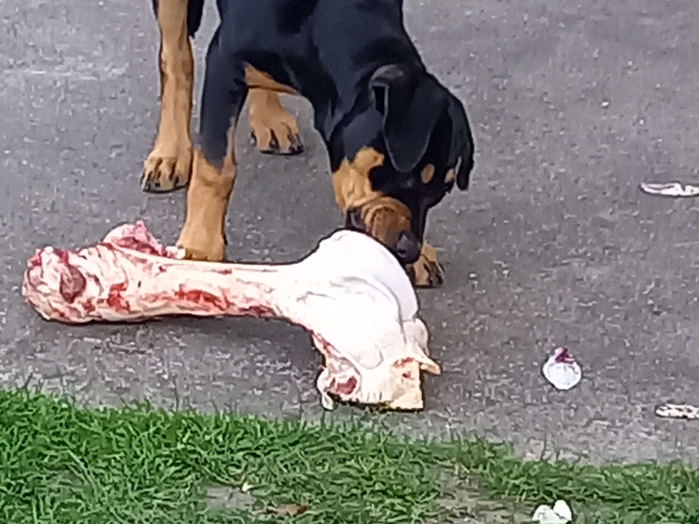 Ansicht 2 von Tierarztpraxis Eva Maria Tippelskirch