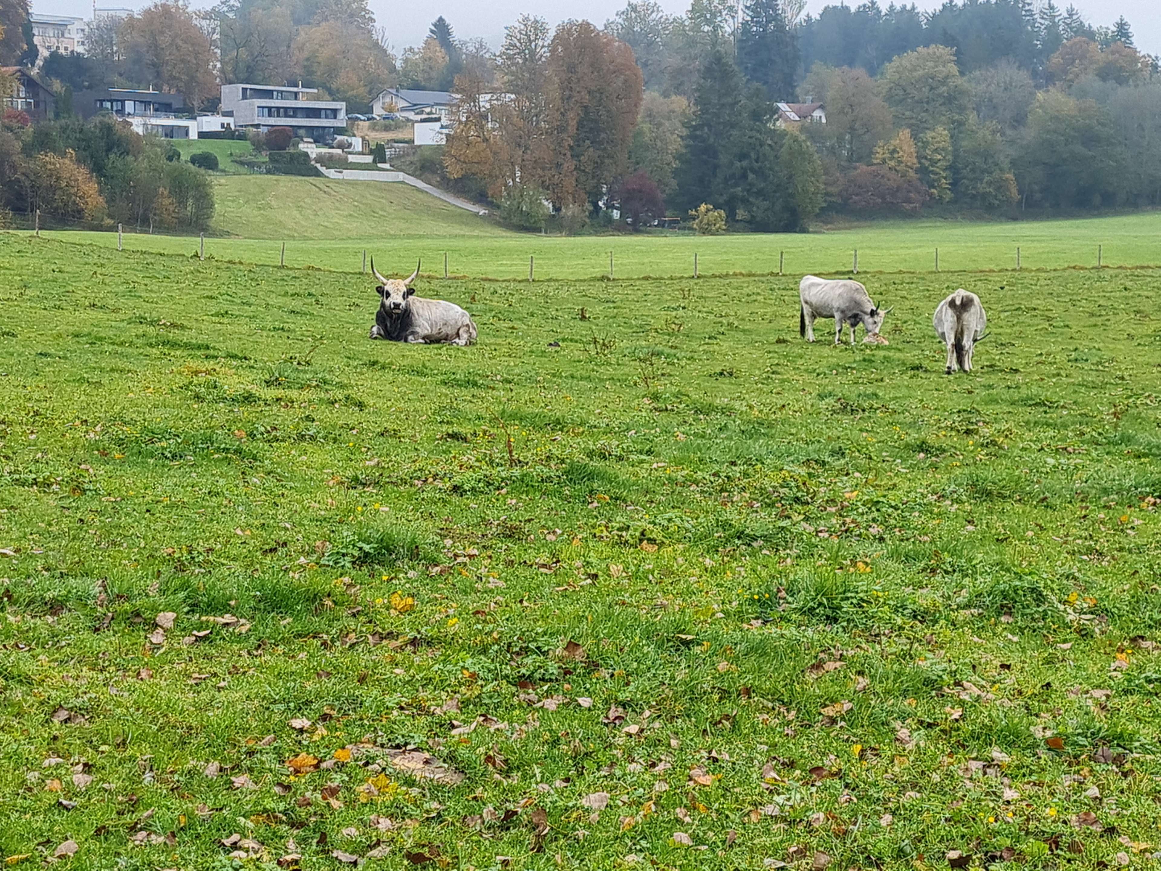 View 1 of Dr. med. vet. Josef Mohn