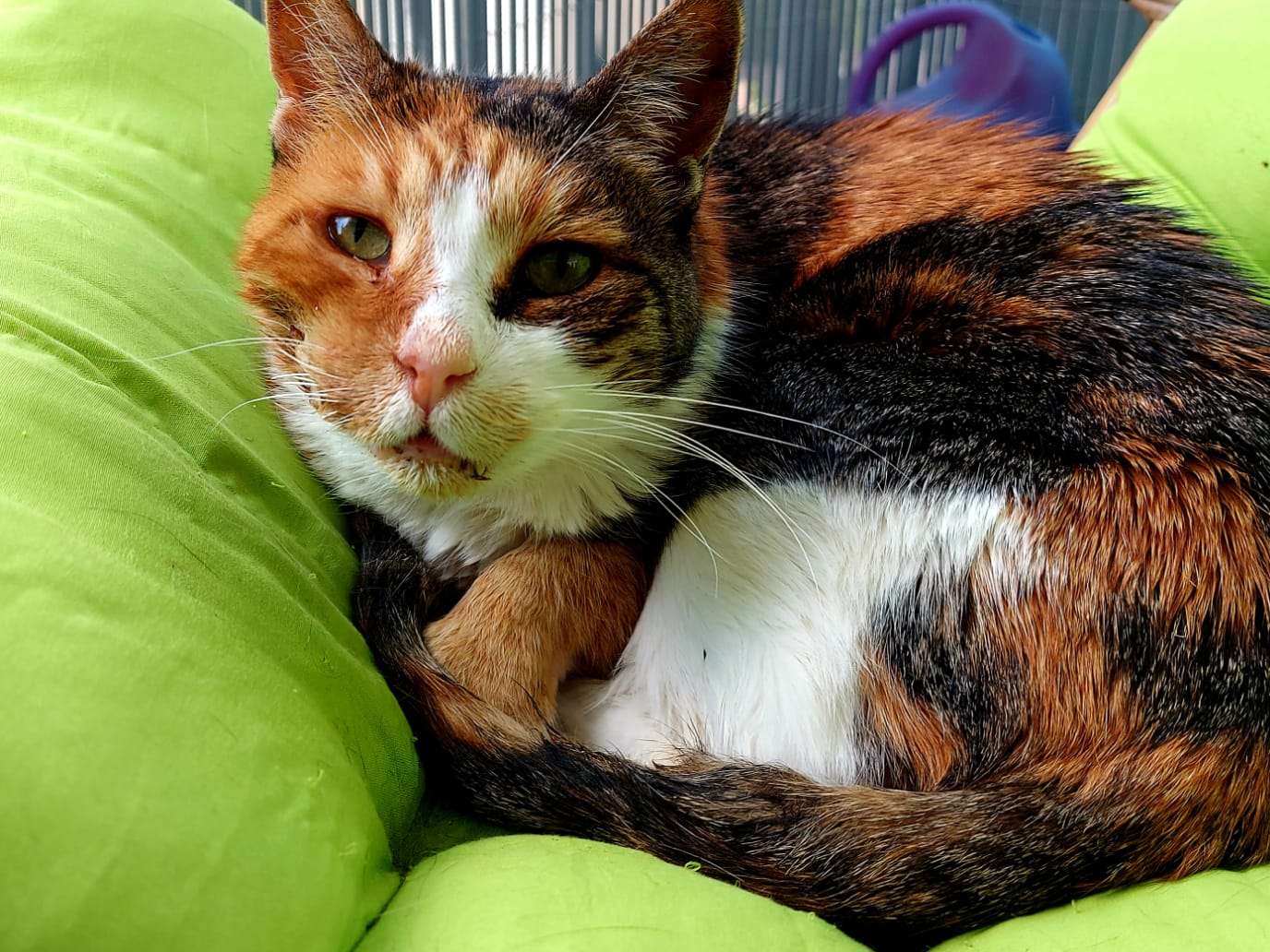 Ansicht 3 von felmo Mobiler Tierarzt Wiesbaden