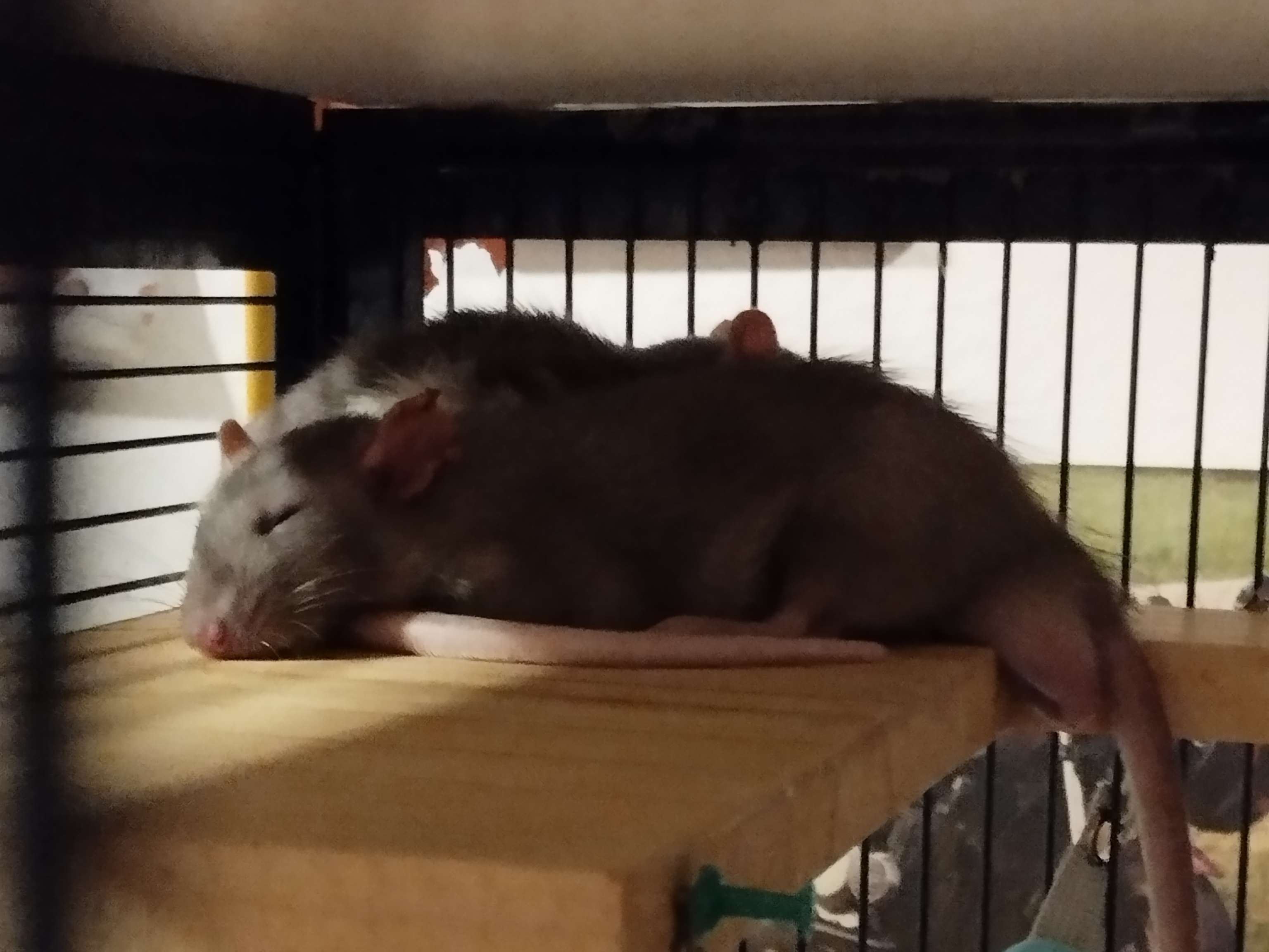 Ansicht 3 von Dr. Jan Schraishuhn Fachtierarzt für Kleintiere