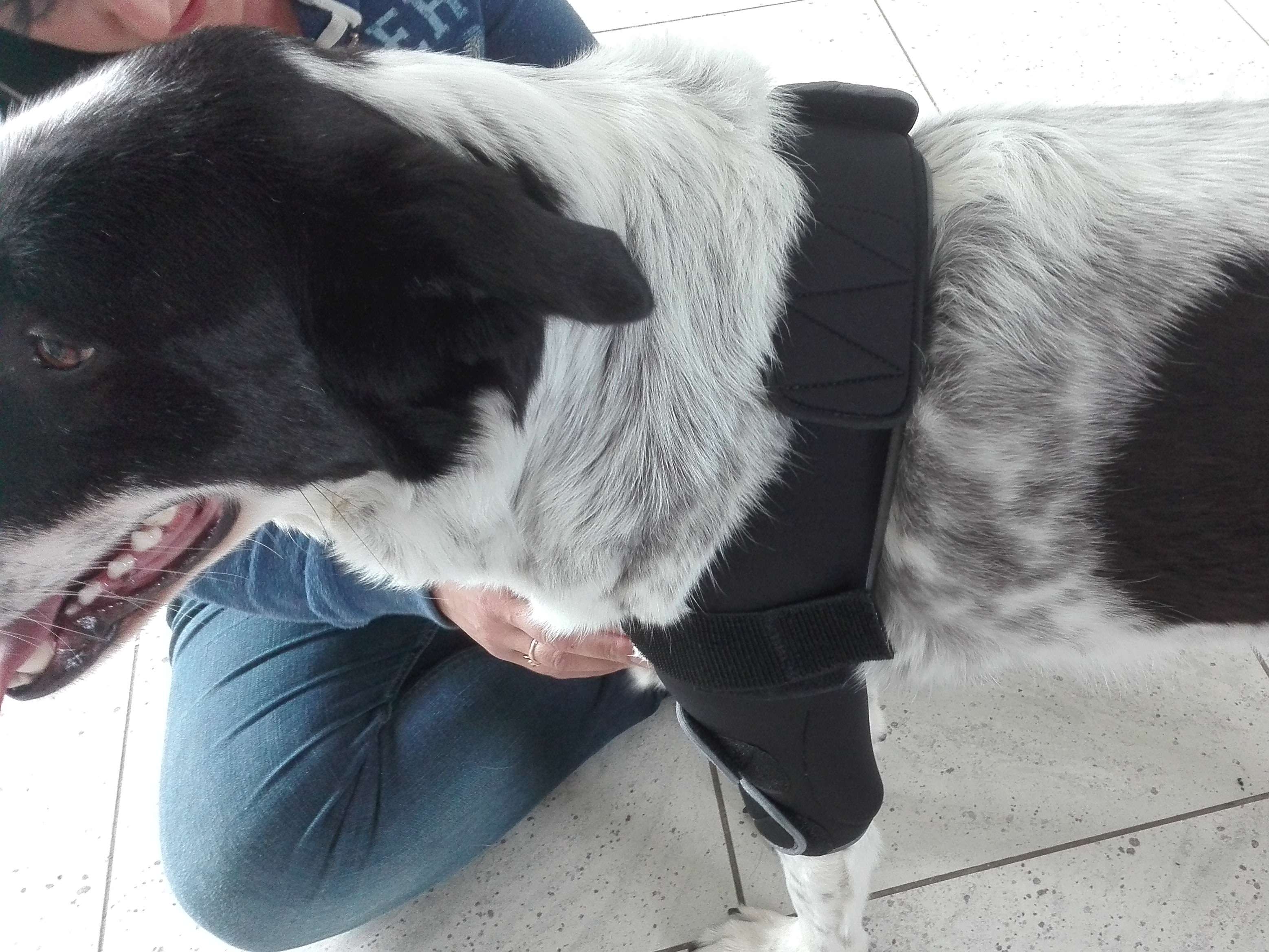 Ansicht 1 von Sirius-Tierphysiotherapie