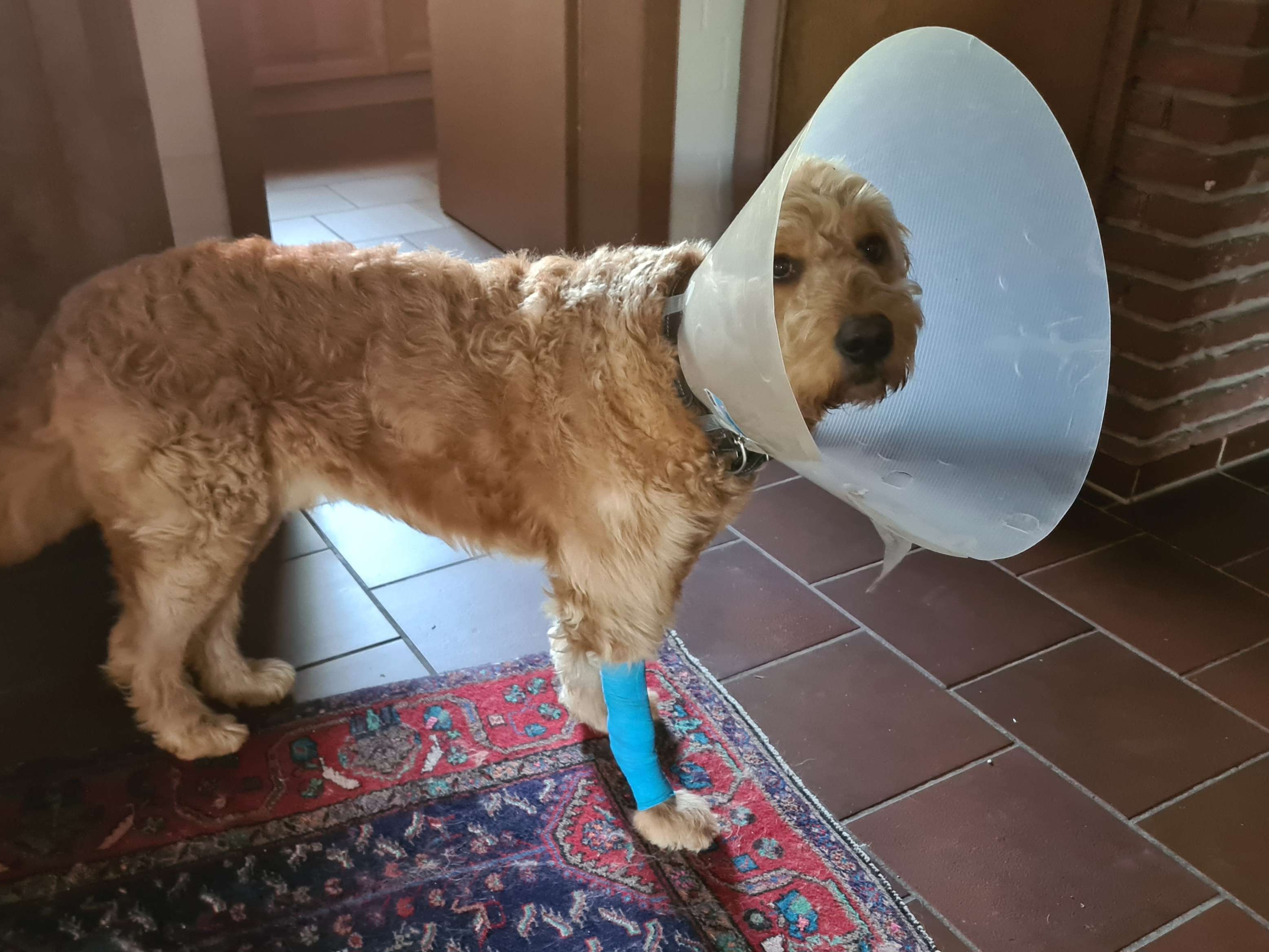 Ansicht 1 von TiHo-Klinik für Heimtiere