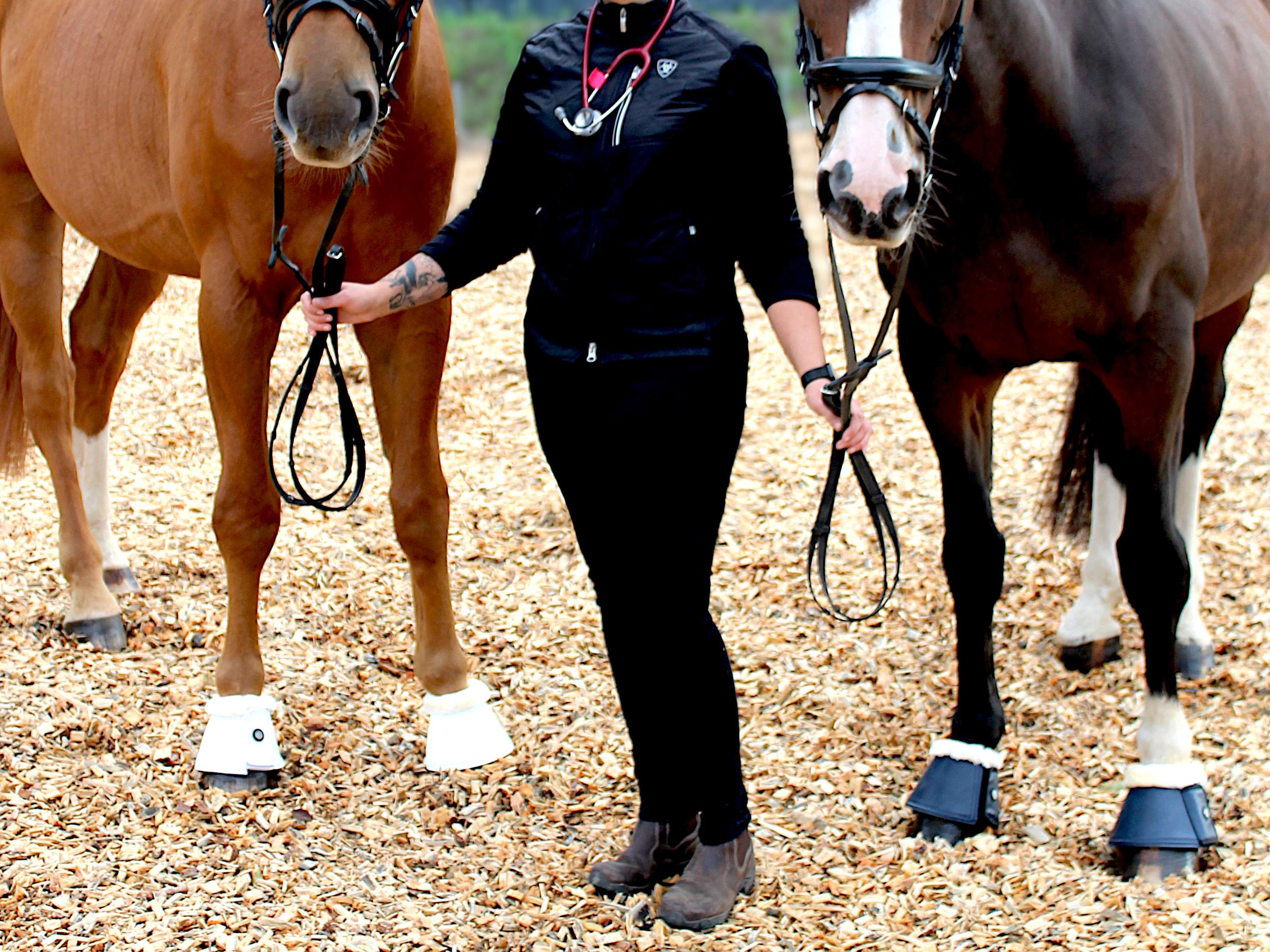 Ansicht 2 von EquiMotion - mobile Pferdepraxis | Dr. med. vet. A. White (geb. Busch)